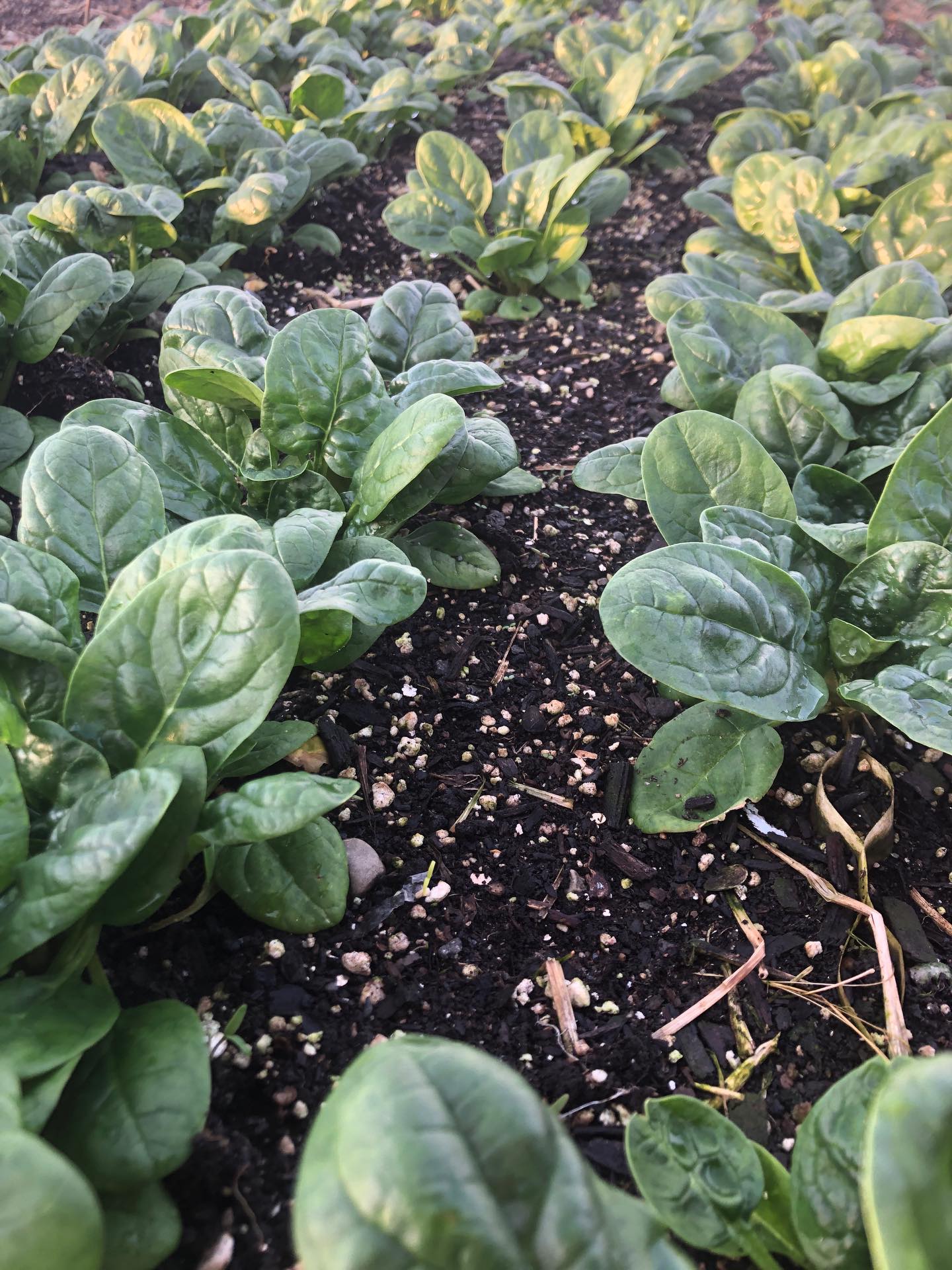 Spinach from the high tunnel coming to you soon!