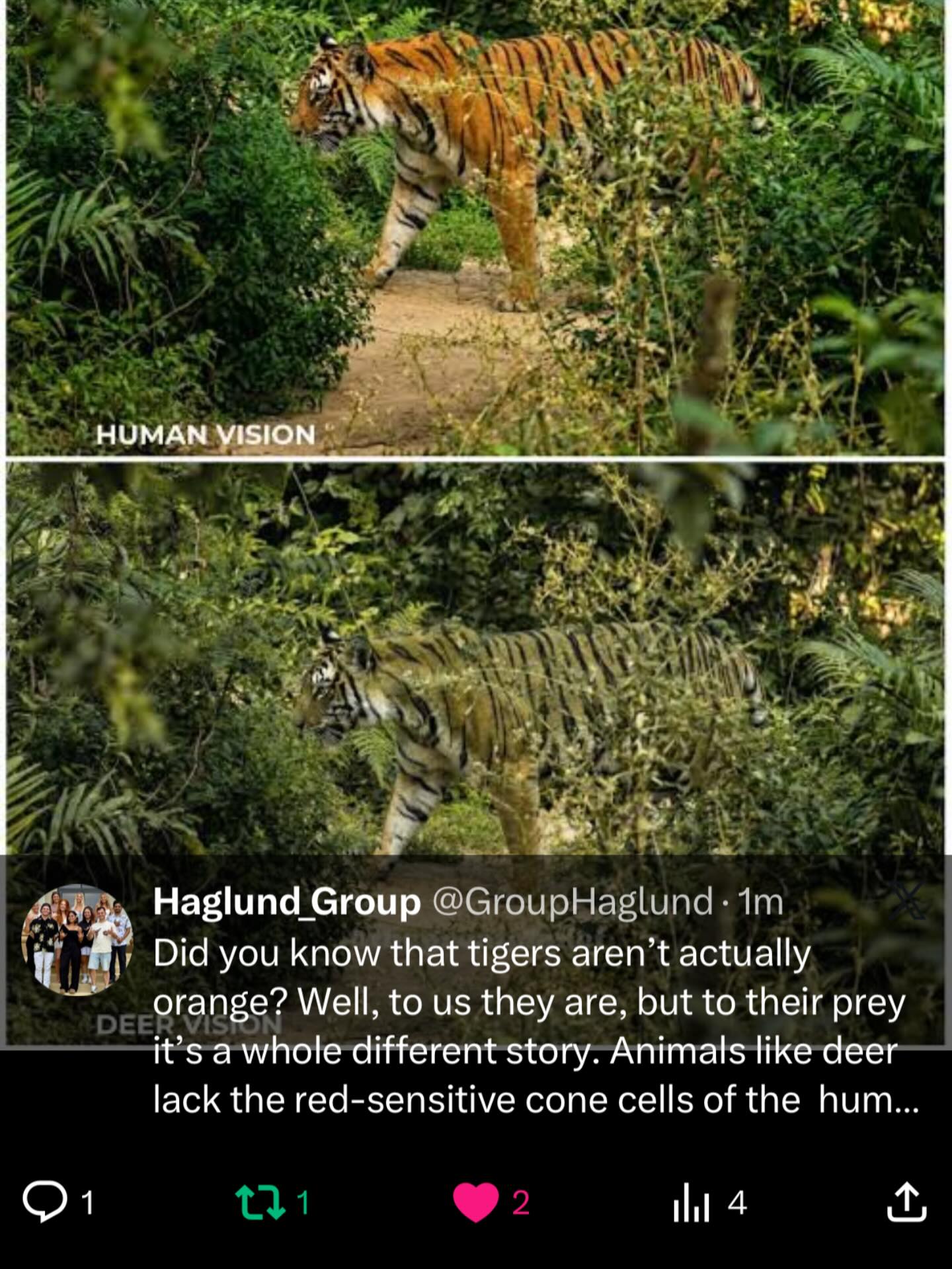 Did you know that tigers aren’t actually orange? Well, to us they are, but to their prey it’s a whole different story. Animals like deer have only two types of cone cells in their eyes and lack the red-sensitive cone humans have, so a tiger’s orange fur blends into green vegetation and works as camouflage.
Reference: https://pubmed.ncbi.nlm.nih.gov/19720655/
#funfactfriday