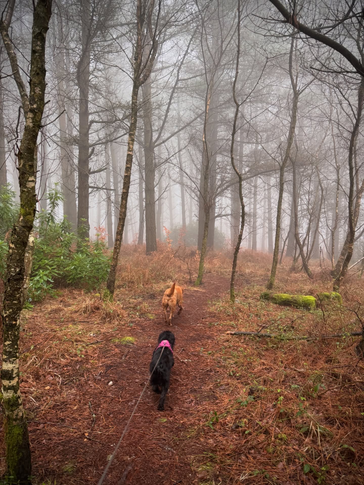 Proper misty one today. Monty still managed to find the water!