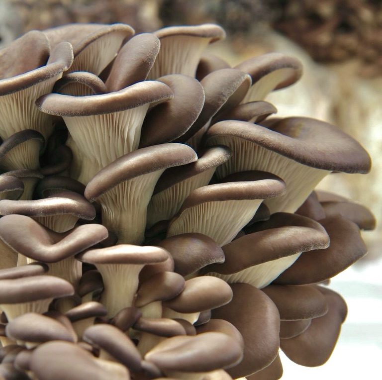 Mushroom Monday ๐
Blue Oyster (Pleurotus ostreatus) โ one of the most versatile mushrooms in the kitchen.
From tacos to stir-fries, its meaty texture and umami flavor make it a chef favorite.
Grown fresh in the Redlands of Miami through regenerative farming. ๐ฑ