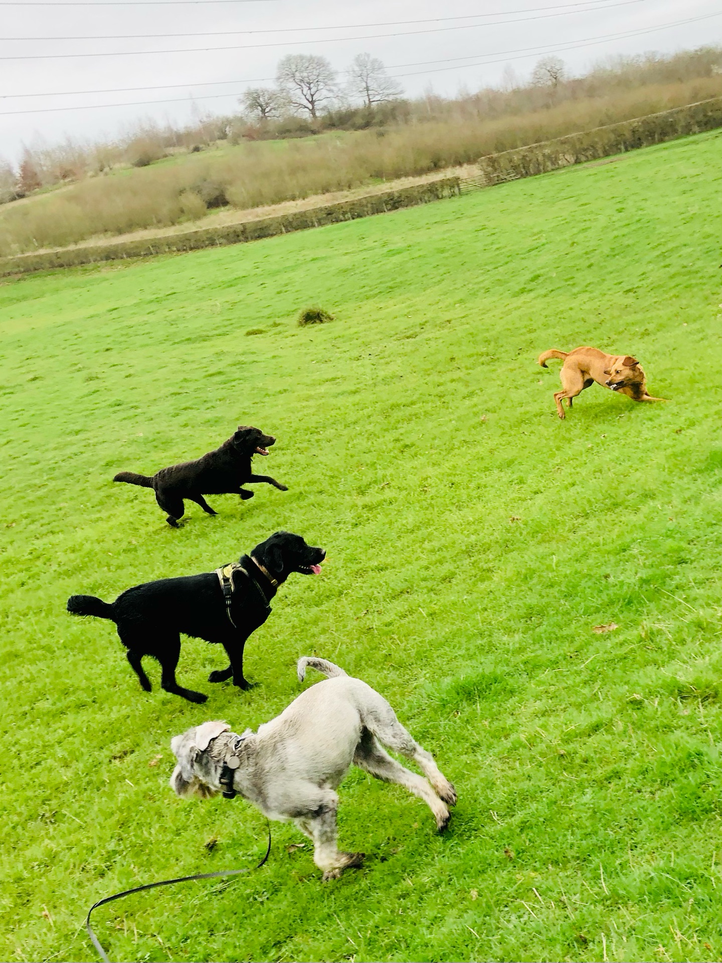🤪
If your dog would like to have a walk with us then contact us at www.ardendogwalking.co.uk and check out our half-day experience.
#ullenhall #tanworthinarden #hockleyheath #henleyinarden #dog