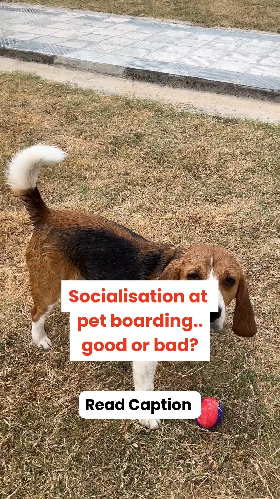 “My dog will make friends at boarding, right?”
Not always. And that’s actually okay.
Socialisation at a boarding facility can be great for some pets… but stressful for others. The key is controlled, supervised interaction — not forced play.
Here’s what responsible boarding spaces look for 👇
🐕 Temperament matching
Dogs should only interact with compatible personalities, sizes, and energy levels. Not every dog enjoys group play.
🧠 Behaviour assessment first
Good boarding facilities evaluate pets before allowing social interaction to ensure they’re comfortable and safe.
👀 Constant supervision
Play sessions should always be monitored by trained staff to prevent bullying, stress, or injuries.
⏱️ Short, structured playtimes
Too much interaction can overwhelm some pets. Rest time is just as important.
🏡 Choice matters
Some pets prefer human interaction or quiet time instead of group play, and that’s completely normal.
💡 Remember:
A good boarding facility doesn’t force socialisation.
It creates safe opportunities for pets to interact only if they’re comfortable.
Because for some pets, the best holiday is making friends…
and for others, it’s peace, naps, and personal space. 🐶💛
📌 Save this before choosing a boarding space
📤 Share this with a pet parent planning their pet’s first boarding stay
#cessnalifelineveterinaryhospital #cessnalifeline #20yearsofcessnalifeline #petboardingindia #dogsocialisation #petboardingtips #dogbehaviour #petwellness #responsiblepetparent #dogsofindia #petcareindia #fearfreepets