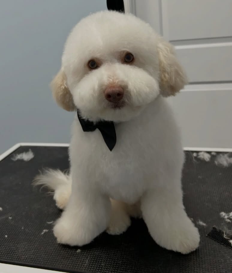 Teddy of the day ❤️
#doggroom #teddybear #fluffy #dogsofinstagram #doglovers