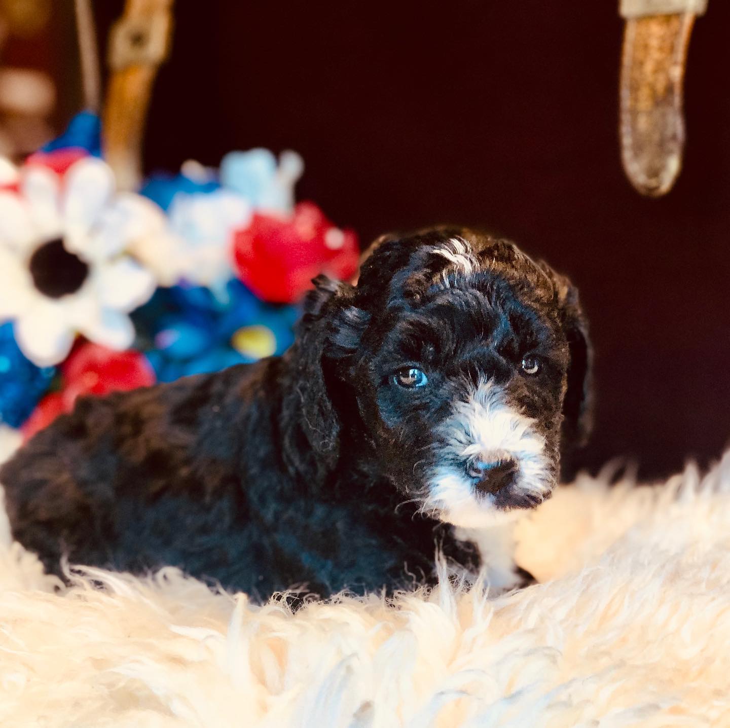 Take a look at this adorable F1b mini Bernedoodle. We are taking deposits for spots on our next litter due July 24th 2020. www.ohearonsamazingpuppies.com #f1bminibernedoodle #bernedoodle #bernedoodlesofinsta #bernedoodlesforsale #bernedoodlesofinstagram #oodlesofdoodles #doodlesforsale #bestfamilypet #ohearonsamazingpuppies #doodle #bestdoodleever #eyoreofdoodles #bernedoodle #bernesemountaindog #f1bbernedoodle