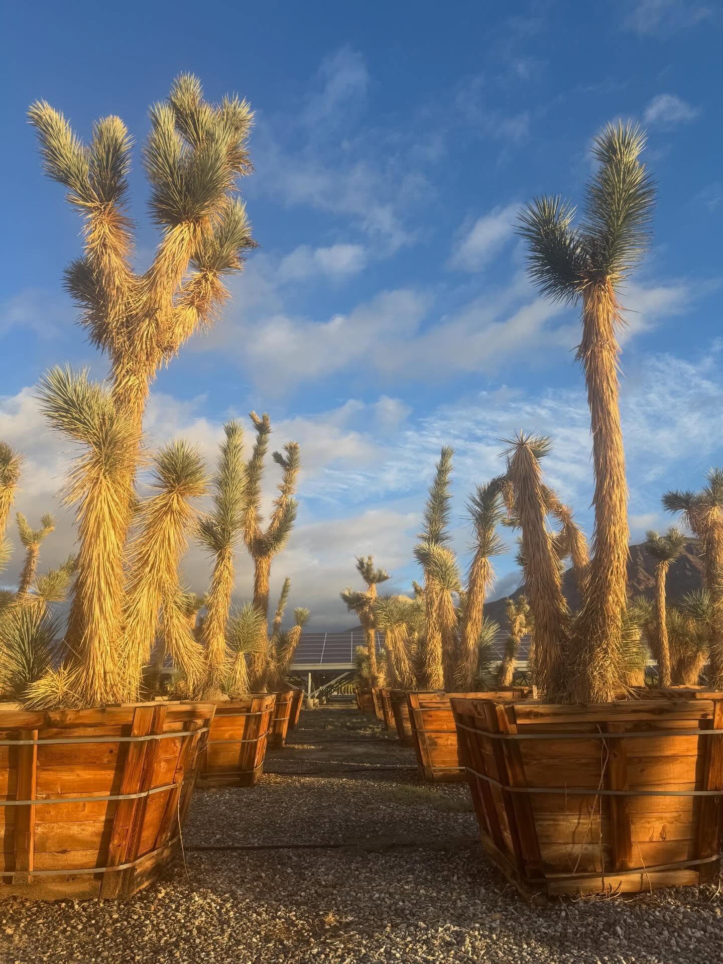 Spring Forward… Plants Didn’t
Daylight Saving Time:
a century-old experiment that somehow became a permanent tradition.
Over the weekend, most of North America obediently nudged the clocks forward an hour — a ritual first adopted in the U.S. during Daylight Saving Time adoption in the United States as a wartime strategy to conserve fuel and extend evening daylight.
A clever idea for 1918.
Yet here we are, more than a hundred years later, still adjusting the clock twice a year and debating whether we should stop.
The The Old Farmer’s Almanac has noted the argument for decades — some regions keep the practice, others opt out, and every year legislators float the idea of finally picking a lane.
Meanwhile…
Plants remain completely unimpressed.
They do not reset watches.
They do not adjust alarms.
They do not care what time humans think it is.
Plants track photoperiod — the actual length of daylight — using internal circadian clocks guided by light-sensitive pigments called phytochromes.
While humans move the clock,
plants read the sun.
Leaves measure light.
Roots measure warmth.
Buds quietly count the minutes of day.
Spring doesn’t arrive because we changed the clock.
It arrives because the Earth tilts back toward the sun.
At the nursery, the choreography is already underway:
sap rising
buds swelling
growth staging quietly below ground
No alarms required.
Plants have been keeping perfect time for ~400 million years.
No batteries. No updates. No Daylight Saving required.
Rooted in sunlight.
Grown by the real clock.
Supplied for landscapes that keep proper time.
#DaylightSavingTime #PlantCircadianRhythm #Photoperiod #RoadrunnerTreeFarm #CasaDelZorroNursery