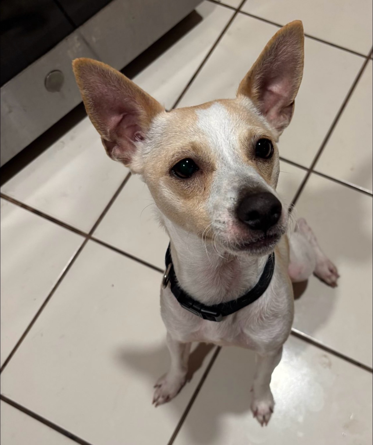 Cute little Papito needs a foster or adopter! Here are some things about him:
š¾ 2 years old, neutered, UTD on shots, healthy
š¾ Chihuahua/Jack Russel mix
š¾ Great with other dogs
š¾ Very playful & friendly
š¾ Iffy with cats (he barks at them) but good with rabbits lol!
š¾ Housebroken & crate-trained!
Adoption Application: https://www.shelterluv.com/matchme/adopt/MMFL/Dog
Foster Application: https://www.shelterluv.com/matchme/foster/MMFL/Dog
šCurrently located in PSL
#fosteringsaveslives #fosterdog #fosterbasedrescue #adoptmeflorida