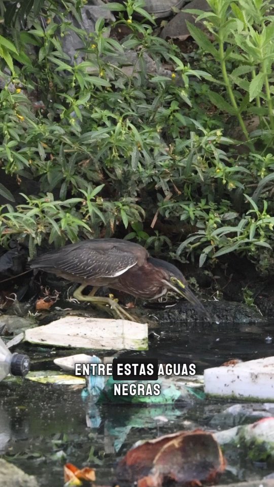 Hoy fuimos a pajarear al río Texcuyuapan y esto fue lo que encontramos....
#educacionambiental #biodiversidad #contaminación #medioambiente #tapachulachiapas