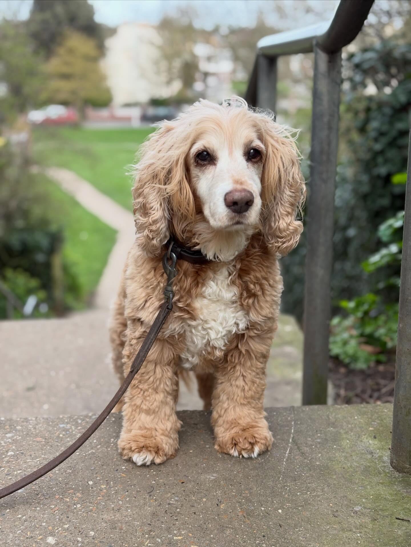 What a handsome lad! 🐶 🤎
