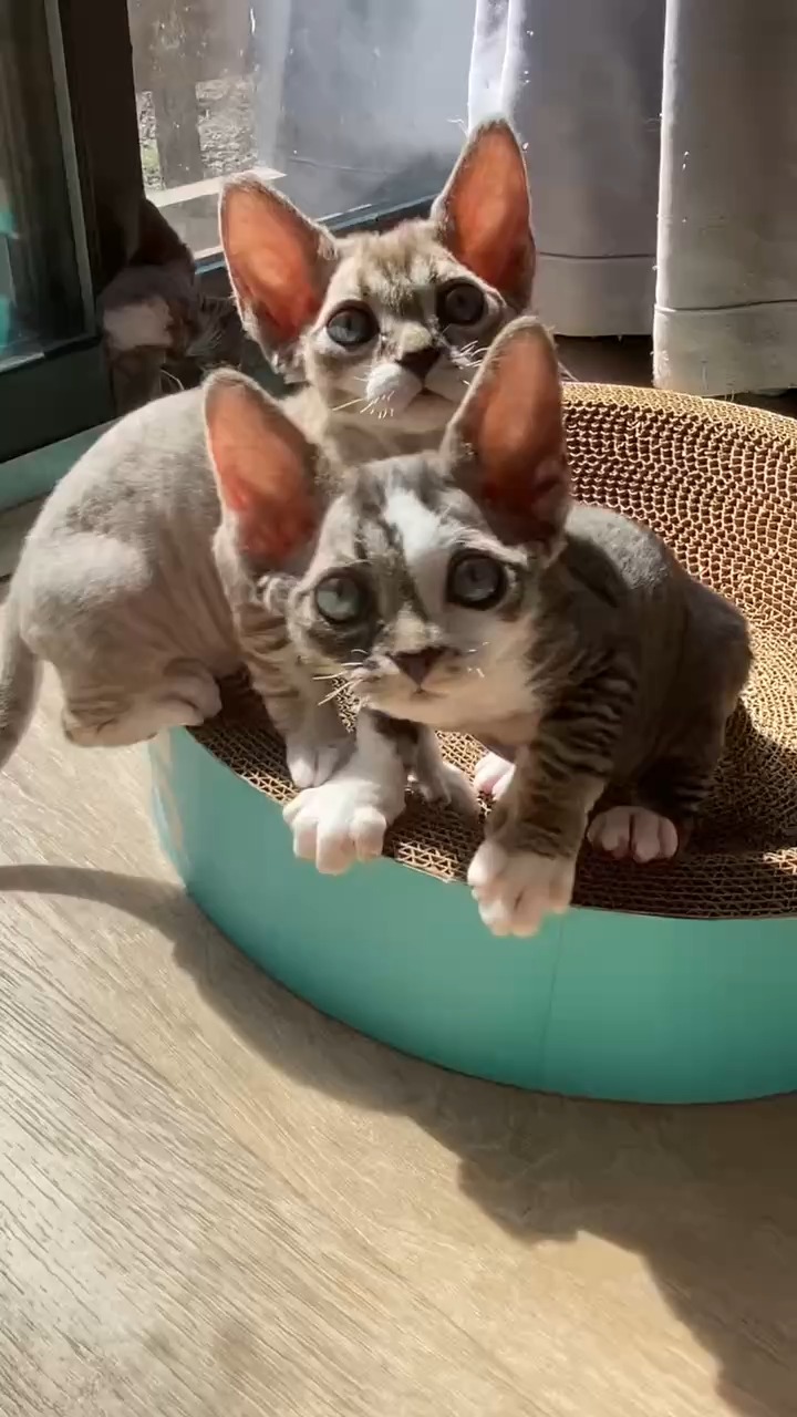 Girls' playtime is the best time! 🎀🐱
Drexcats Cattery
Devon Rex NJ, USA
#DevonRex
#devonrexcat
#devonrexkitten
#Drexcats
#devonrexusa
#devonrexus
#drexcatsLitterL