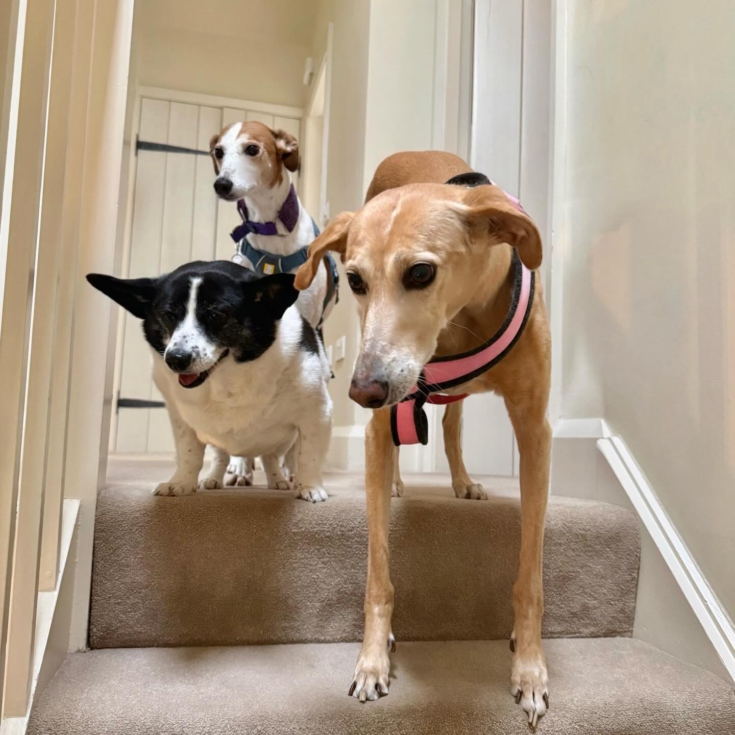 These three ❤️❤️❤️
#rescuedogsrock #adoptdontshop #lovethemsomuch