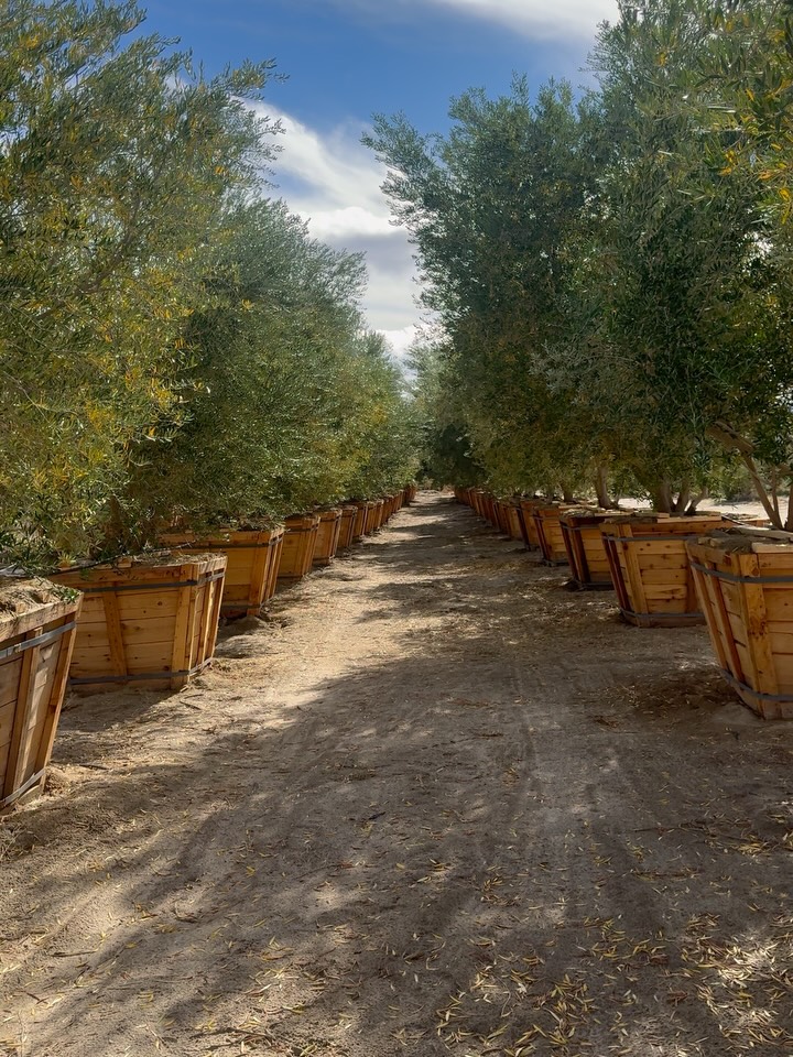 Game. Set. Wilson.
Indian Wells is in full swing —
rackets cracking, rallies ripping, and millions of bright yellow Wilson balls bouncing across the desert.
Which raises an important horticultural question:
Why should tennis have all the Wilson fun?
Meet Olea europaea ‘Wilsonii’ —
the Wilson Olive.
If tennis relies on Wilson for precision, consistency, and clean performance, landscapes might consider the same strategy.
Unlike some olives that commit messy unforced errors — fruit drop, stains, sidewalk slip hazards — Wilsonii keeps the court clean.
No fruit.
No fuss.
No faults.
Just disciplined structure and a cool-toned canopy of narrow silver-gray leaves that read like a perfectly placed backhand down the line.
Our 48” field-grown Wilson olives arrive match-ready:
balanced form
strong trunks
canopies trained like a well-coached serve
Call it a desert doubles pairing:
Wilson on the court.
Wilson in the landscape.
One wins championships.
The other wins curb appeal.
Either way —
advantage: Wilson.
Rooted in precision.
Grown for performance.
Supplied for landscapes that play the long game.
#WilsonOlive #IndianWellsTennis #OleaWilsonii #RoadrunnerTreeFarm #CasaDelZorroNursery