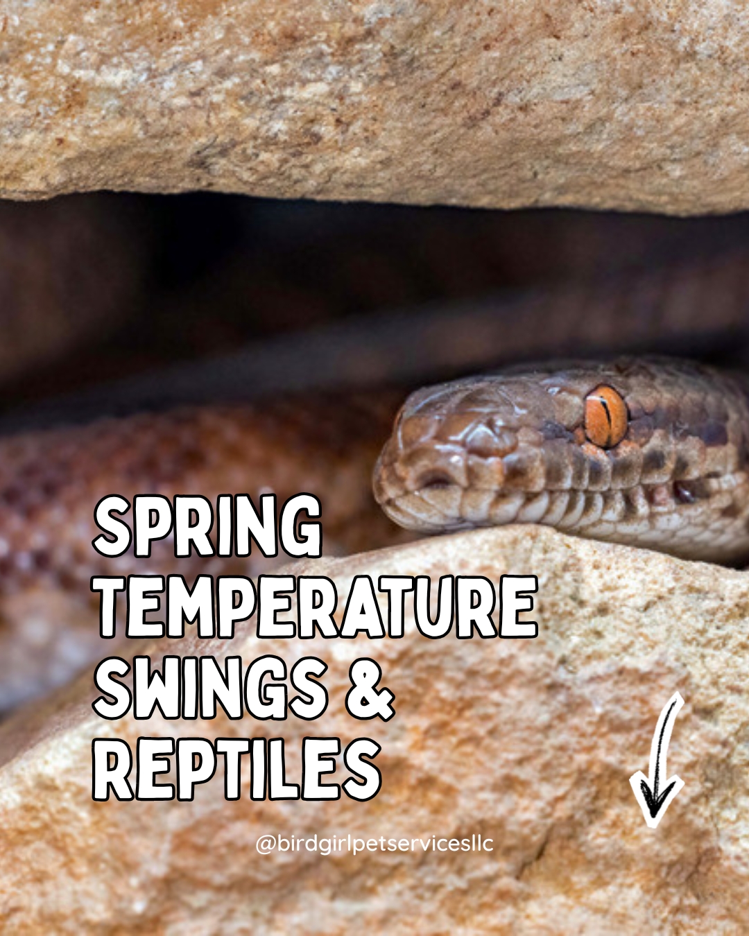 Long Island spring weather can change by 20 degrees in a single day.
For reptiles, that matters.
We monitor:
• Ambient temps
• Basking areas
• Night drops
• Humidity
• Equipment performance
Reptiles don’t “complain” when something is off — their bodies just respond.
A five-degree shift isn’t “close enough.”
Details matter.