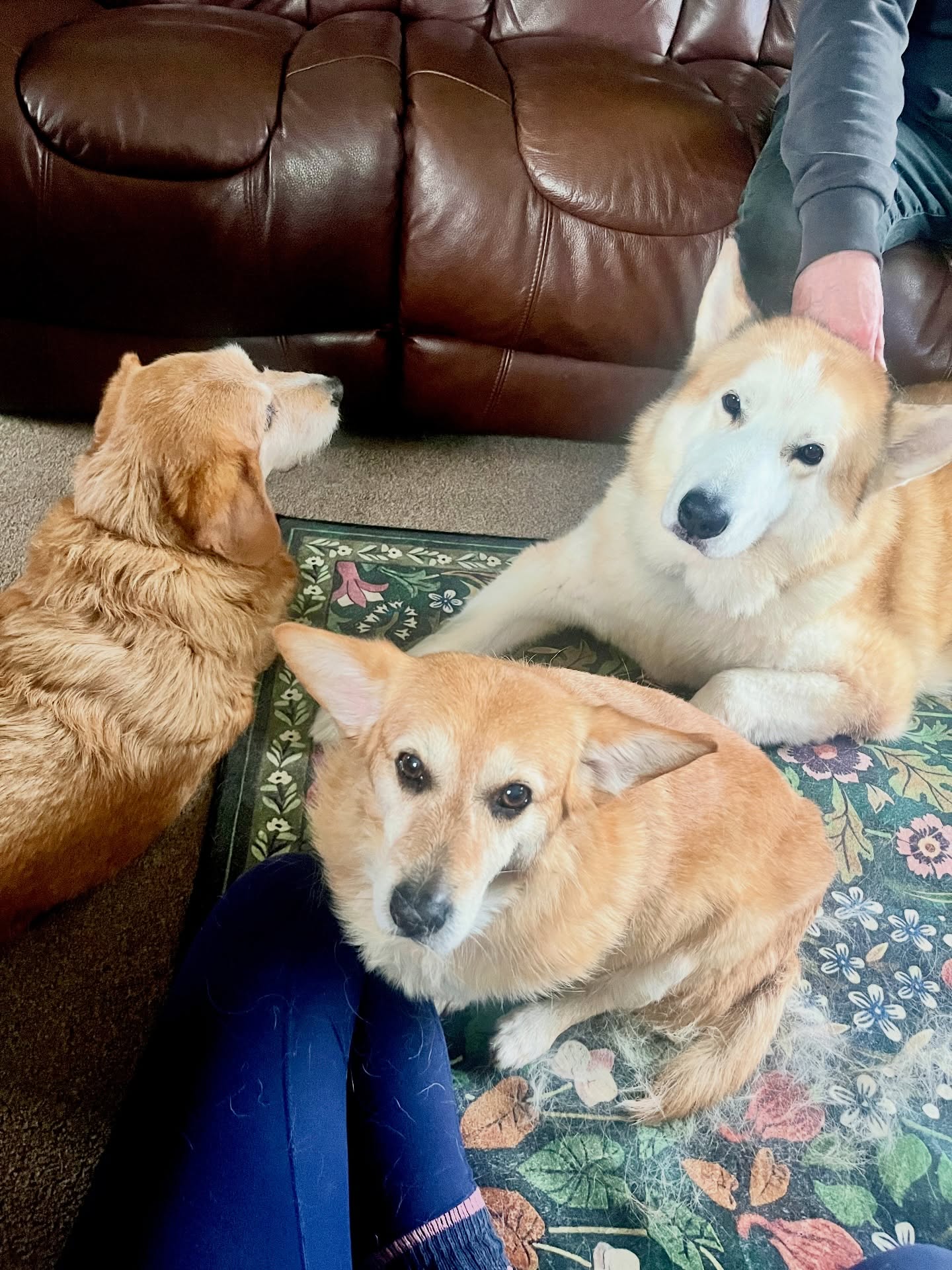Physio is better with friends 🥰🤗 whether it’s moral support or a queue of patients, I am always happy to see a group of fluffs, especially when they are this lovely 🧡
#vetphysio #npvetphysio #caninephysio #dogsofinstagram