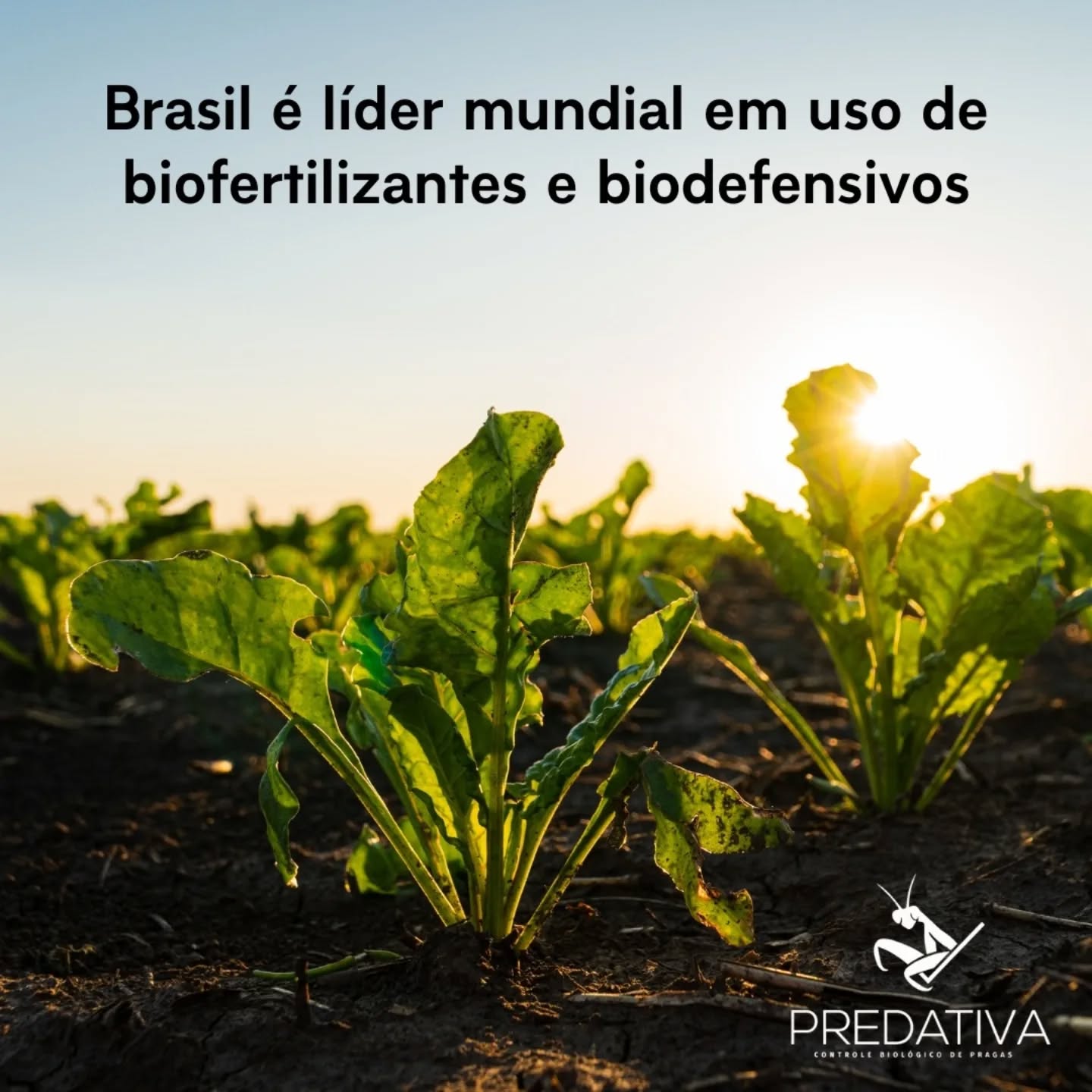 Visite o nosso site no link da bio e conheça mais sobre as biounidades on farm da #predativa.
Fonte: R7
#controlebiologico #pragasagricolas #manejointegradodepragas #agroecologia #agriculturasustentável