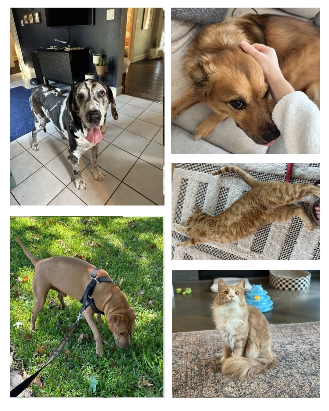Happy Birthday to these sweet Pals! March has some cuties 💜🧁🐾
Jack, Tucker, Ollie, Ogee, Vito, Charlie L, Charlie C, Bruno & Izzy!
#birthdaypets #petsarethebest #eastdallaspetsitter
Please let me know if I missed anyone!
katiespetpals.com