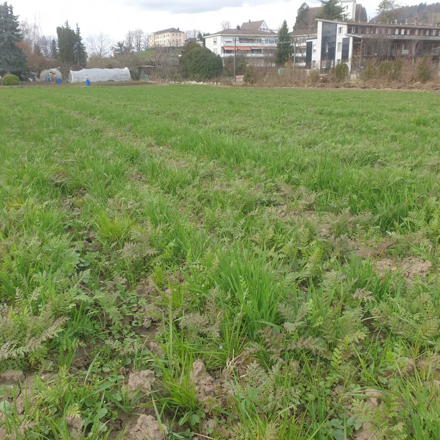Neu kultivieren wir unsere Kulturen auf Dämmen nach dem Turiel-Dammsystem 🌱
Hier brechen wir die Gründüngung um, die unseren Boden über den Winter geschützt hat, ganz ohne viel Eisen und ohne rotierende Geräte.
So macht Bodenbearbeitung endlich wieder richtig Spass 🚜✨
#Dammsystem #Turiel #Bodenleben Gründüngung RegenerativeLandwirtschaft