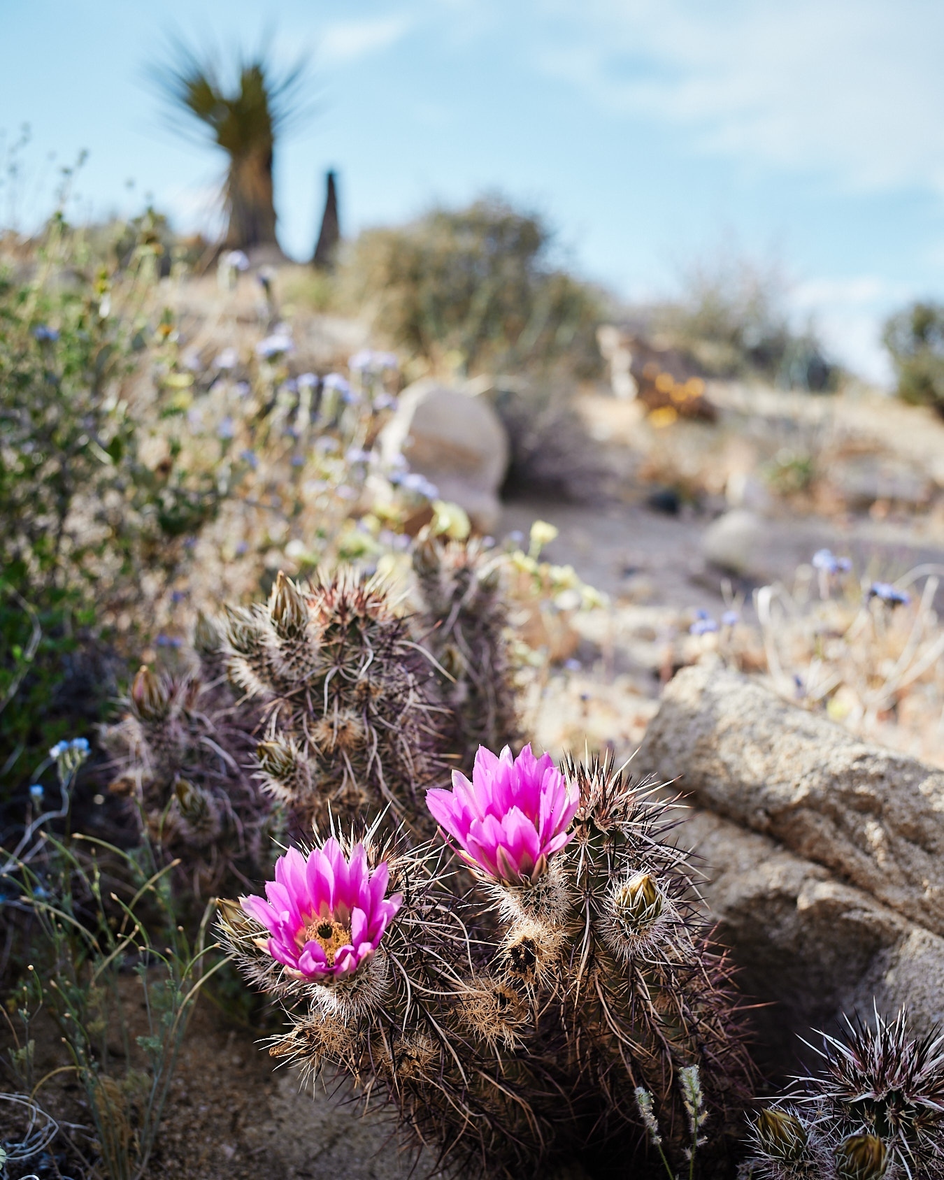 Based on the rain and snow we had this winter we knew the spring bloom would be great and and it certainly hasn't let us down! It's always amazing to witness the desert plants store up water and bank that energy for one big, beautiful display!
Wildflowers in oder: Hedgehog Cactus, Notch-leaf Scorpion-weed (slide 2&3), Beavertail cactus, Desert Bluebells, Mojave Aster, Apricot Mallow, Mojave Yucca (8&9), and Desert Dandelion.
#SacredSands #SacredSandsJoshuaTree #JoshuaTree #superbloom #JoshuaTreeCalifornia #JoshuaTreeNPS #DesertVibes #DesertLife #DesertLandscapes #DesertViews #desertbloom #cactusbloom #joshuatreevibes #joshuatreestyle #MojaveDesert #ArtistRetreat #ResetYourMind #romanticgetaway #coupleswhotravel #DesertChic #DesertOasis #MountainView #instacactus #desertplants #cactusplanet #cactusmania #blooms #flowerpower #springtime #visitcalifornia