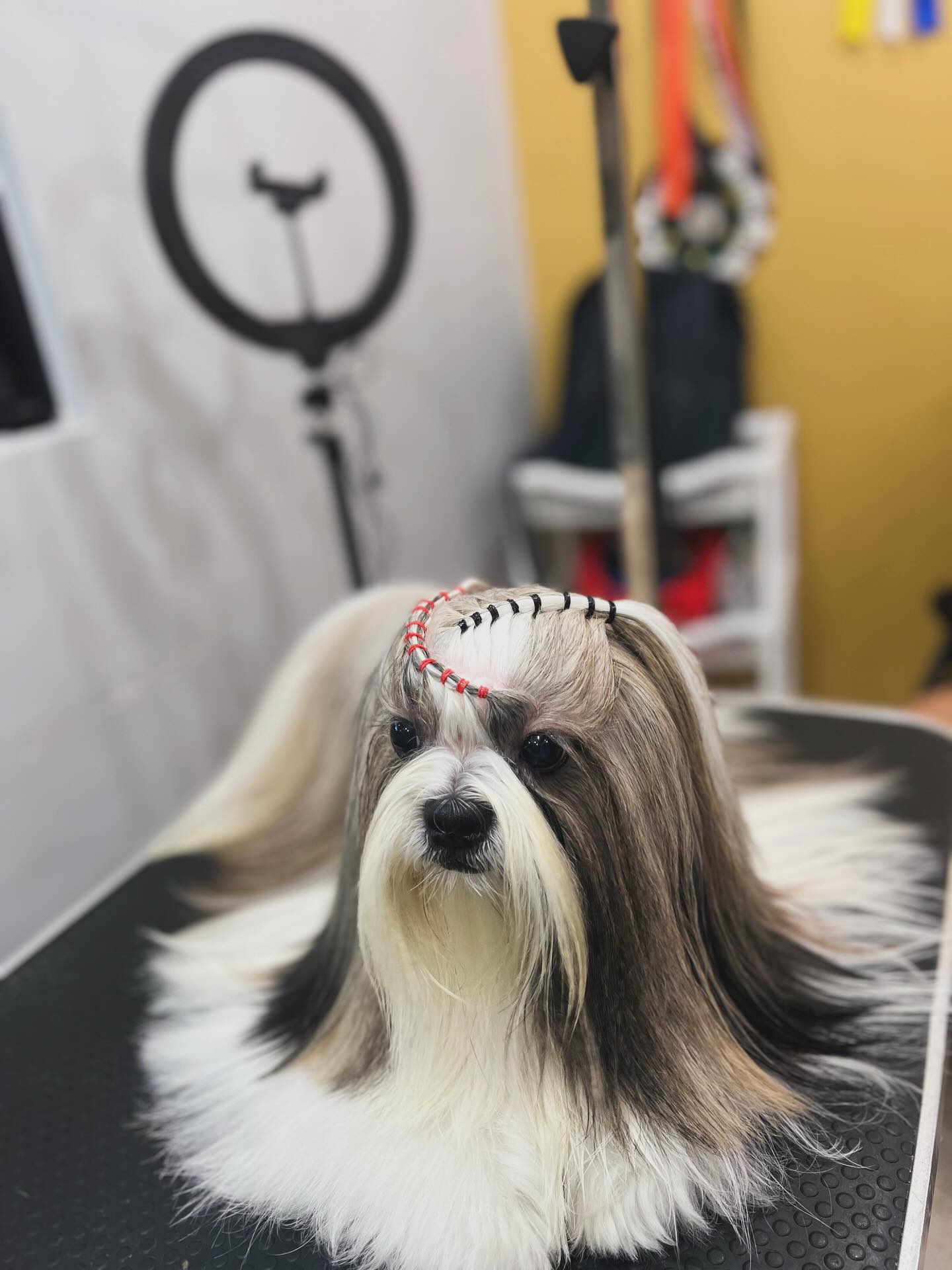 ✨ Elegancia, técnica y dedicación.
Cada detalle cuenta cuando se trabaja un manto largo correctamente.
El grooming no es solo estética… es arte, paciencia y conocimiento.
📍Studio Grooming Panamá
Donde la belleza y el bienestar de tu mascota son prioridad.
Reserva en www.studiogroomingpanama.com