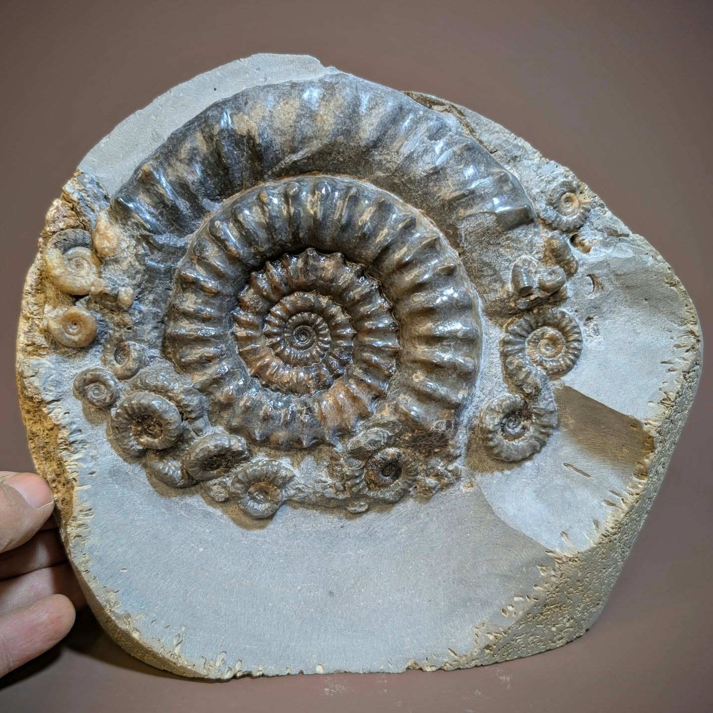 Some of the most unassuming rocks have surprising fossils hidden inside. This one found in a rock pool at stone barrow has a 12 cm Macroconch Microderoceras (the larger one) (female) with accompanying smaller microconch Microderoceras. (Male)
#ammonite #fossils #paleontology #ancienthistory #Charmouth