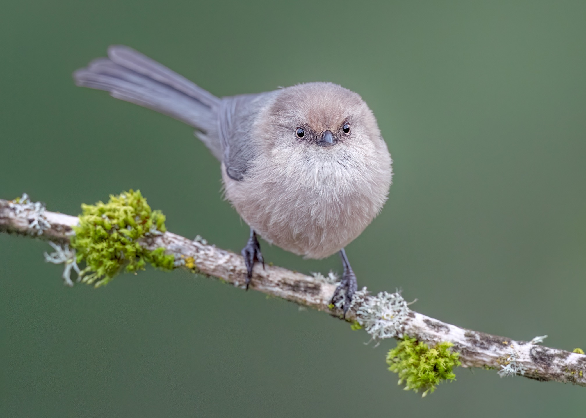 Bushtit - When these ping pong balls come your way...get ready as they don't stay long! The females have light colored eyes.