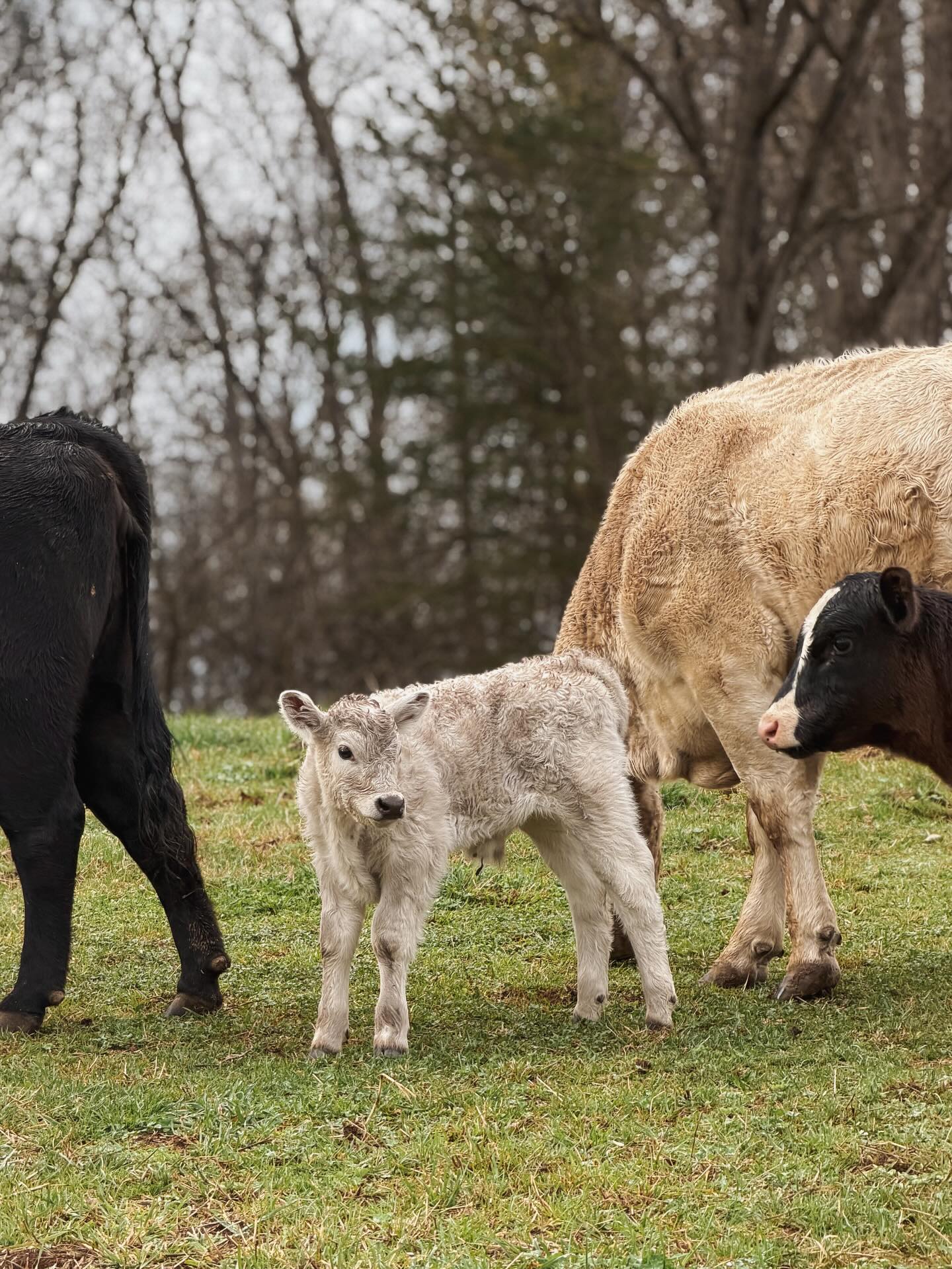 Turns out it’s a little bull calf, but goodness isn’t he cute. ✨
#calf #cows #homestead #farm
