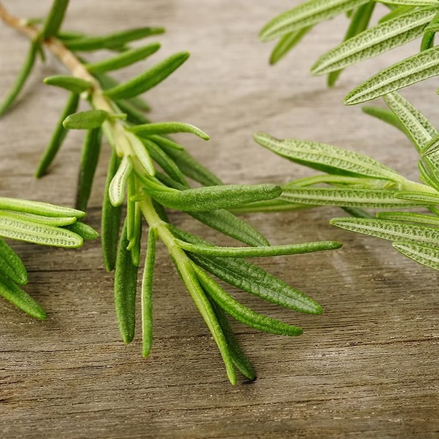 Le romarin selon la médecine traditionnelle chinoise
En médecine chinoise, le romarin est une plante tiède et aromatique qui aide à réchauffer le corps, stimuler la digestion et faire circuler l’énergie (Qi).
Ses principaux bienfaits :
• Soutient la digestion et réduit ballonnements et lourdeurs
• Aide à éliminer l’Humidité dans le corps
• Stimule la circulation du Qi et du Sang
• Soulage tensions musculaires et douleurs articulaires
• Clarifie l’esprit et soutient la vitalité
🍵 Recette simple d’infusion
1 petite branche de romarin frais (ou 1 c. à café séché)
→ Verser de l’eau frémissante
→ Infuser 10 minutes
À boire après les repas pour soutenir la digestion et relancer l’énergie.
🌿 Une plante simple, mais puissante, utilisée depuis longtemps pour réchauffer l’organisme et retrouver de la vitalité naturellement.
Suivez le lien pour en savoir plus sur les bienfaits du romarin en médecine chinoise 👇https://www.aucreuxdessens.fr/post/le-romarin-en-médecine-traditionnelle-chinoise-bienfaits-et-utilisation
#medecinechinoise #romarin #plantesmedicinales #phytotherapie #digestion #bienetre #santenaturelle #energie #qi #drômeprovencale #bienetreholistique