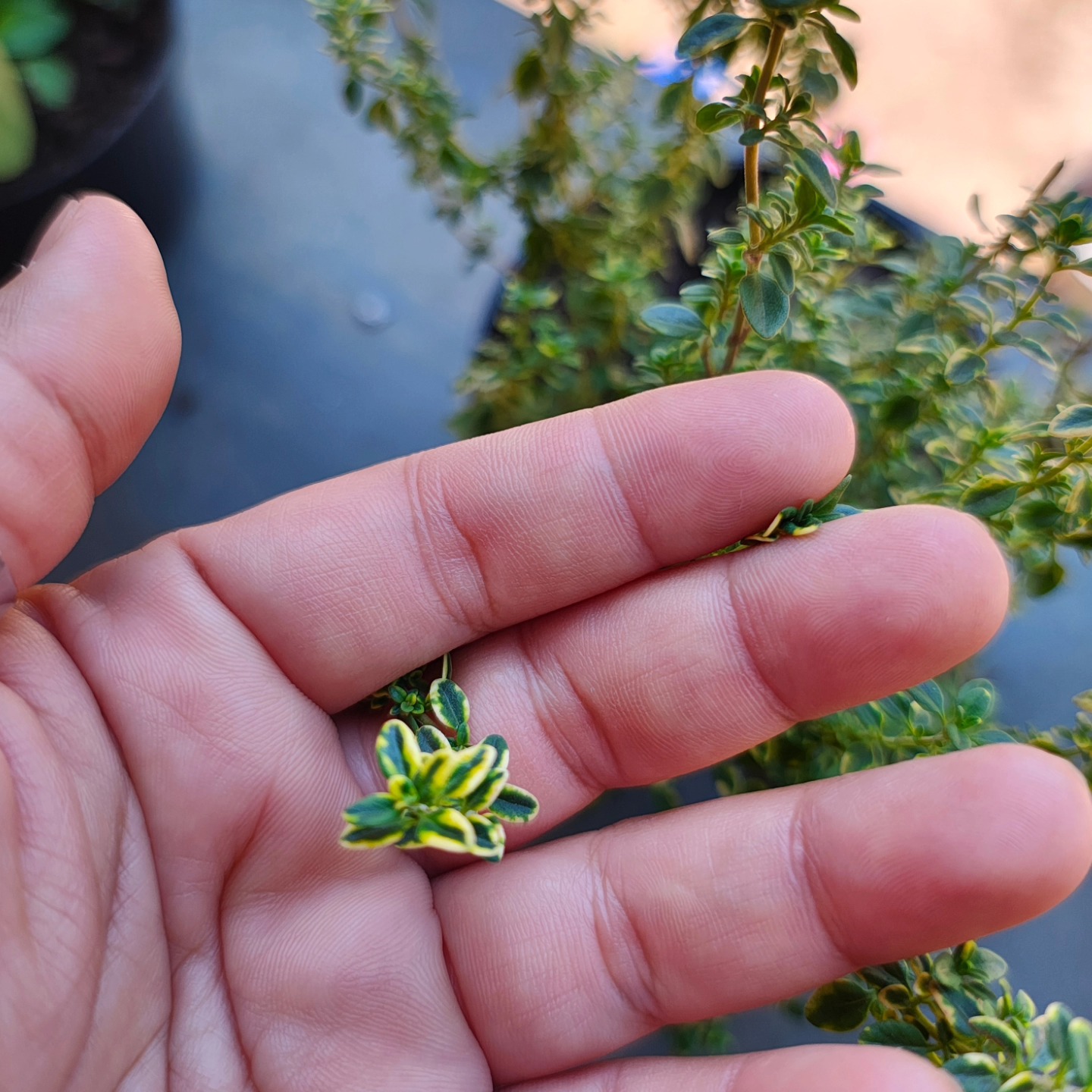 Tomilho verde amarelo, acho que encontrei uma variedade nova, alguém já viu?
Tem gostinho de limão e é todo salpicado de amarelo 💚💛
Vou chamar de Tomilho Brasil até segunda ordem ♥️
#tomilho #panc