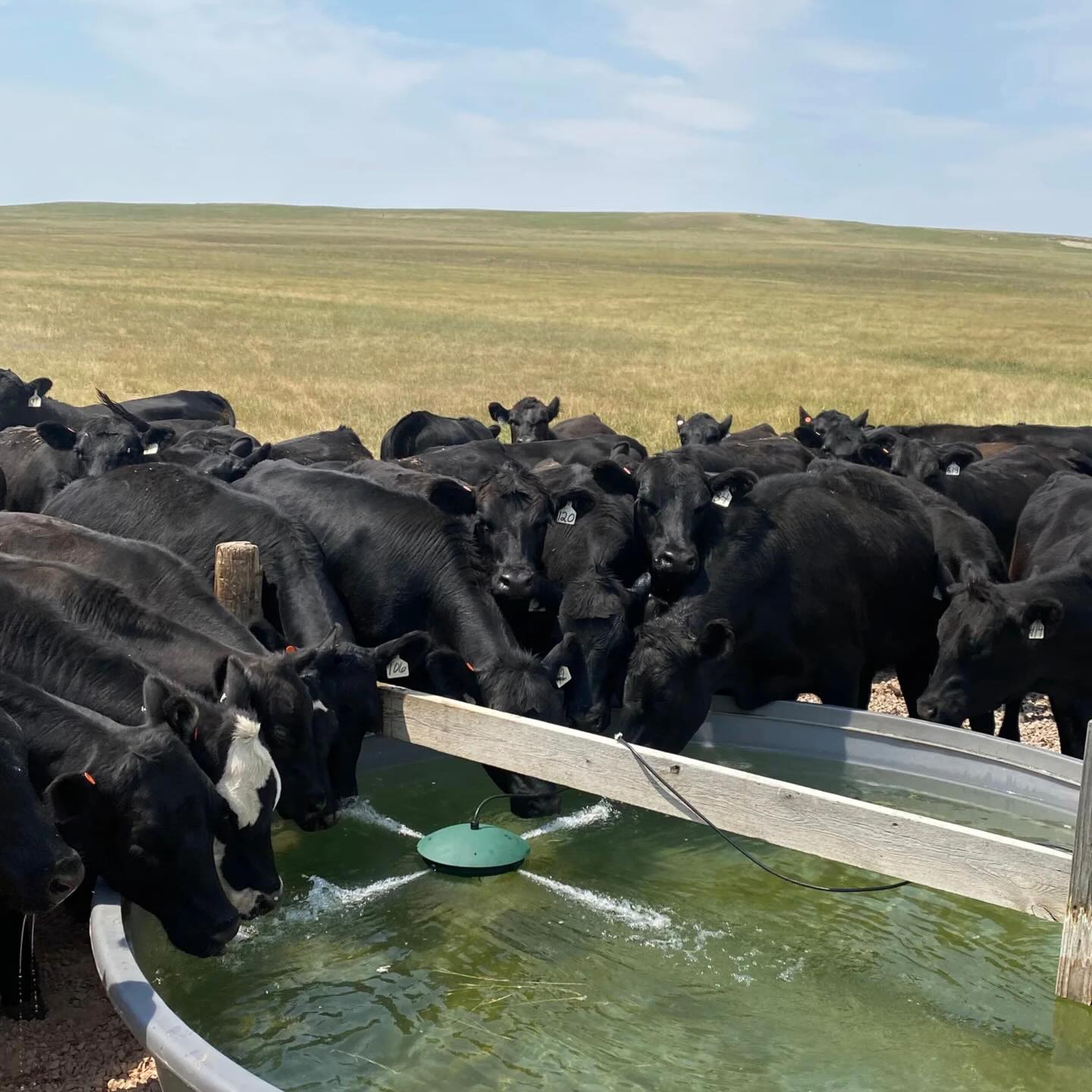 Keep your livestock’s water clean, fresh, and flowing with the The Water Rippler from AgriBest Feeds.
This simple, energy-efficient solution keeps stock tank water circulating year-round—helping reduce algae in the summer and slowing ice buildup in the winter so your animals always have access to better drinking water. Built tough for ranch life and easy to install, it’s a smarter way to manage water for horses, cattle, sheep, and goats. 
Learn more: https://www.agribestfeeds.com/product-page/the-water-rippler
#AgriBestFeeds #WaterRippler #RanchLife #LivestockCare #FarmAndRanch MadeInUSA