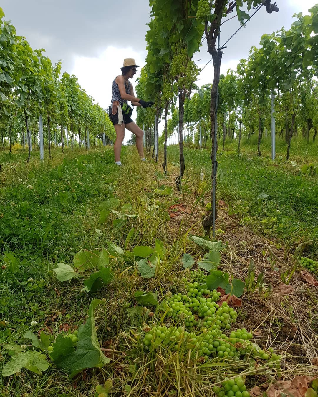 Unsere Elbling haben Platz bekommen. Die Rebsorte Elbling ist sehr Ertragsreich sie produziert mehr Trauben als wir abliefern dürfen. Deshalb halbieren und reduzieren wir die Trauben am Rebstock, dass hat mehrere Vorteile:
1. Wir müssen keine Trauben bei der Ernte hängen lassen.
2. Die Traubenbeeren haben mehr Platz und erdrücken sich nicht gegenseitig.
3. Die Trauben werden schneller und gleichmässiger reif.
Es gibt natürlich noch viel mehr Vorteile.
.
.
.
#rebbau #weinberg #weinbau #weinbaubetrieb #wein #grüningersrebbau #familienbetrieb #sommer #trauben #sommerschnitt #reihe #triboltingen #müllerthurgau #arbeit #ermatingen #untersee #thurgau #weinzeit #winzer #reben #bodensee #sonne #schönwetter #elbling