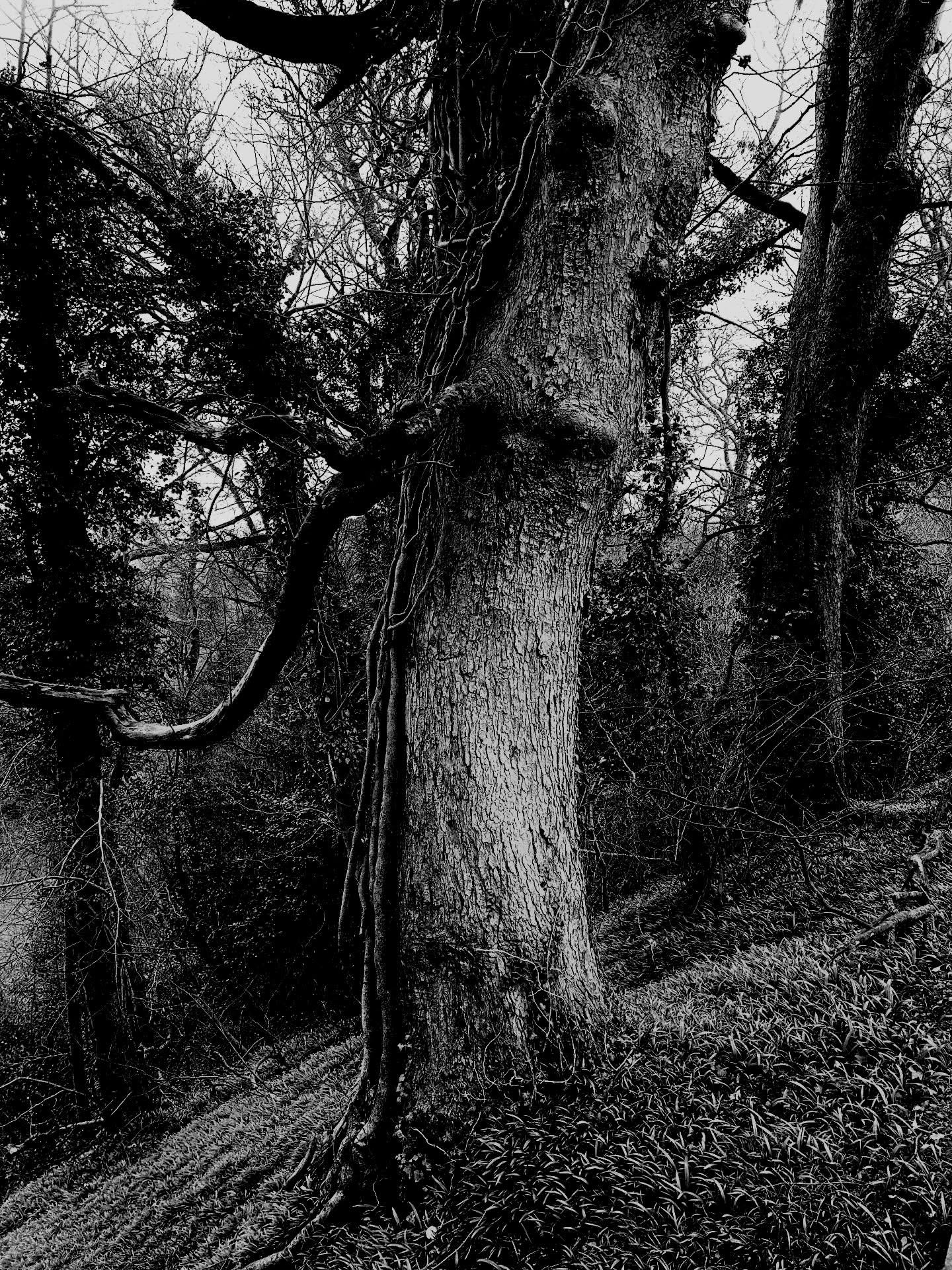 Playing with black and white tones in the woods.
#forestbathing #forestbathing🌲🌲🌲 #forestbathingedinburgh #forestbathingscotland #nature