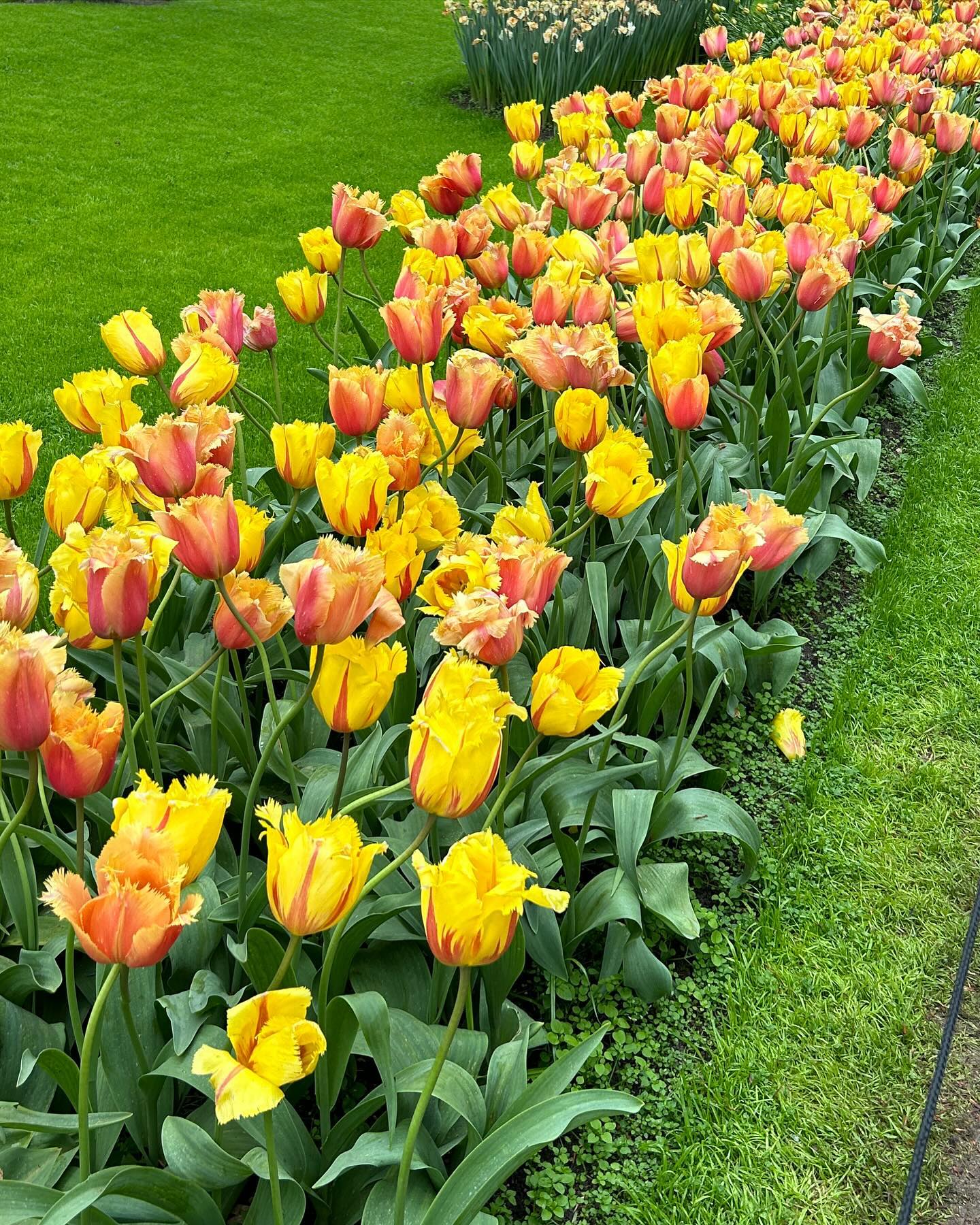 Tulips galore at @visitkeukenhof gardens. 🌷
#tulip #amsterdam #garden #gardendesign #holland