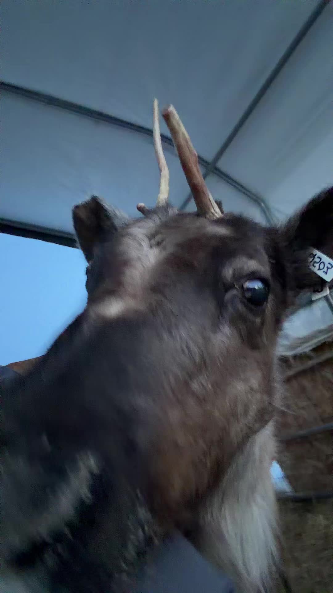 Antler check
#Alaska #antlers #kenaireindeerfarm #reindeer #alaskalife