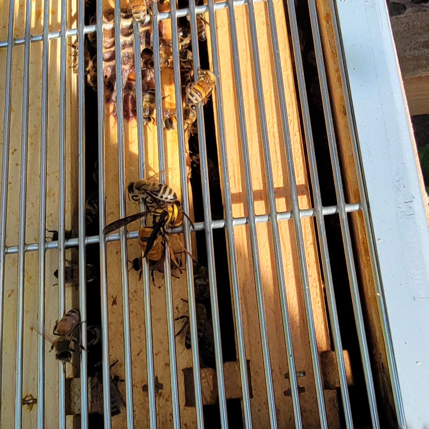 Invaders beware!!!
#honeybees