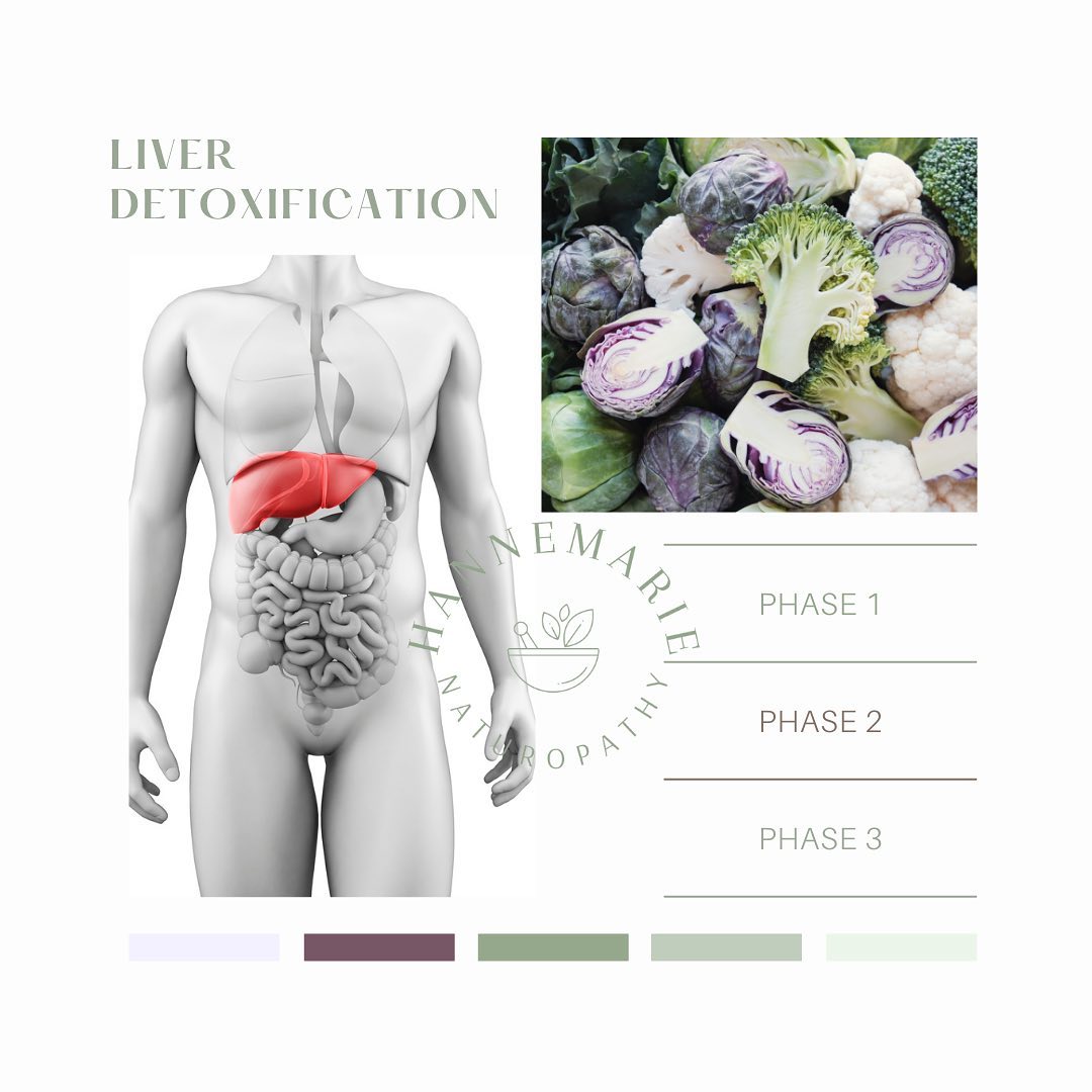 The liver aka the metabolic powerhouse of the body. đŞđź
The liver is responsible for detoxifying external and internal substances. These can include toxins from:
-Cleaning products
-Cosmetics
-Pesticides
-Water we drink
-Air we breathe
-Food we eat stored in plastic
-Recreational drugs including alcohol
-Non-recreational drugs e.g. panadol
If these aren't removed by the liver, they can be stored in fat reserves for long periods of times (This is why loosing weight really fast can be dangerous)
There are phases of liver metabolism/ detoxification known as PHASE 1, PHASE 2 & PHASE 3.
âď¸Phase 1 involves oxidation & reduction of these substances, hindering them to be highly reactive.
đĽŚPhase 2 is required to reduce tissue damage from these highly reactive substances produced by phase 1. There are different pathways for different compounds in this phase known as glucuronidation, amino acid conjugation, acetylation, sulfation, methylation & glutathionation.
đ§Phase 3 is the process of the conjugated compounds from phase 2 are removed from the liver to be eliminated or activated.
Altering this process can increase toxic side products of phase 1.
Signs of sluggish liver function:
-Dark circles under the eyes
-Halitosis (bad breath)
-Yellow coating on the tongue
-Nausea
-Fatty food intolerance
-Constipation
-Headaches/ Migraines
-bloat/ flatulence
-PMS
-Allergies
-Right upper abdominal pain/ discomfort
-fluid retention
-Skin issues e.g. acne/ eczema
Emotional signs of liver insufficiency:
-Fatigue
-anger
Love your liver!! Get in touch if youâre interested to support your powerhouse for this summer â¨
#liverlove #liverhealth #detox #health #metabolism #naturopath #wellbeing #hormones #pms #migraine #holistic