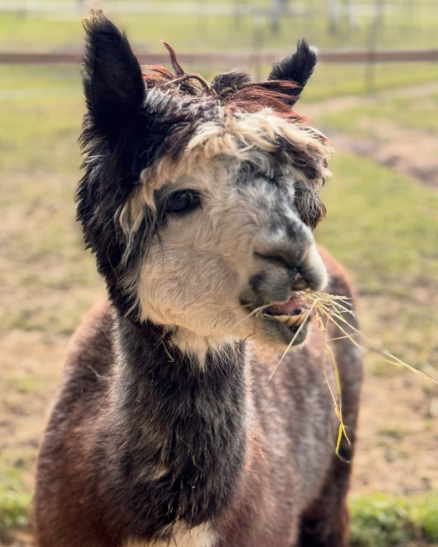 ✌️
Beste Grüße aus dem sonnigen Selztal 🤗
Schon seit ein paar Tagen bearbeiten wir 😋🫏🦙 abwechselnd die Wege rund ums Zelt!
Wenn unsere 🚶♂️🫏 🚶♀️ 🦙Saison bald wieder so richtig in Fahrt kommt und ihr zu unseren Touren kommt, muss alles vorbereitet sein 😁
Die Weiden 🌳 sind für ein Weilchen geschlossen, da die jetzt richtig ordentlich wachsen müssen ☀️ und das klappt nicht so wirklich, wenn wir drauf rumtoben und schon alles abfressen.
Okay, die Zeit kriegen wir mit den Vorbereitungen und gutem Heu locker rum 💪
Wir können auch prima chillen und mal nix tun. ☝️ Das kann nicht jeder, ist aber auch sehr wichtig!
🤗 Folgt uns für mehr lebenspraktische Tipps! 😅
Der Hühnerschar geht’s auch prima 👌
Habt ne gute Zeit 😉
🫶lichst,
🫏🦙die Jungs
#lamas #alpakas #esel #achtsamkeit #rheinhessen