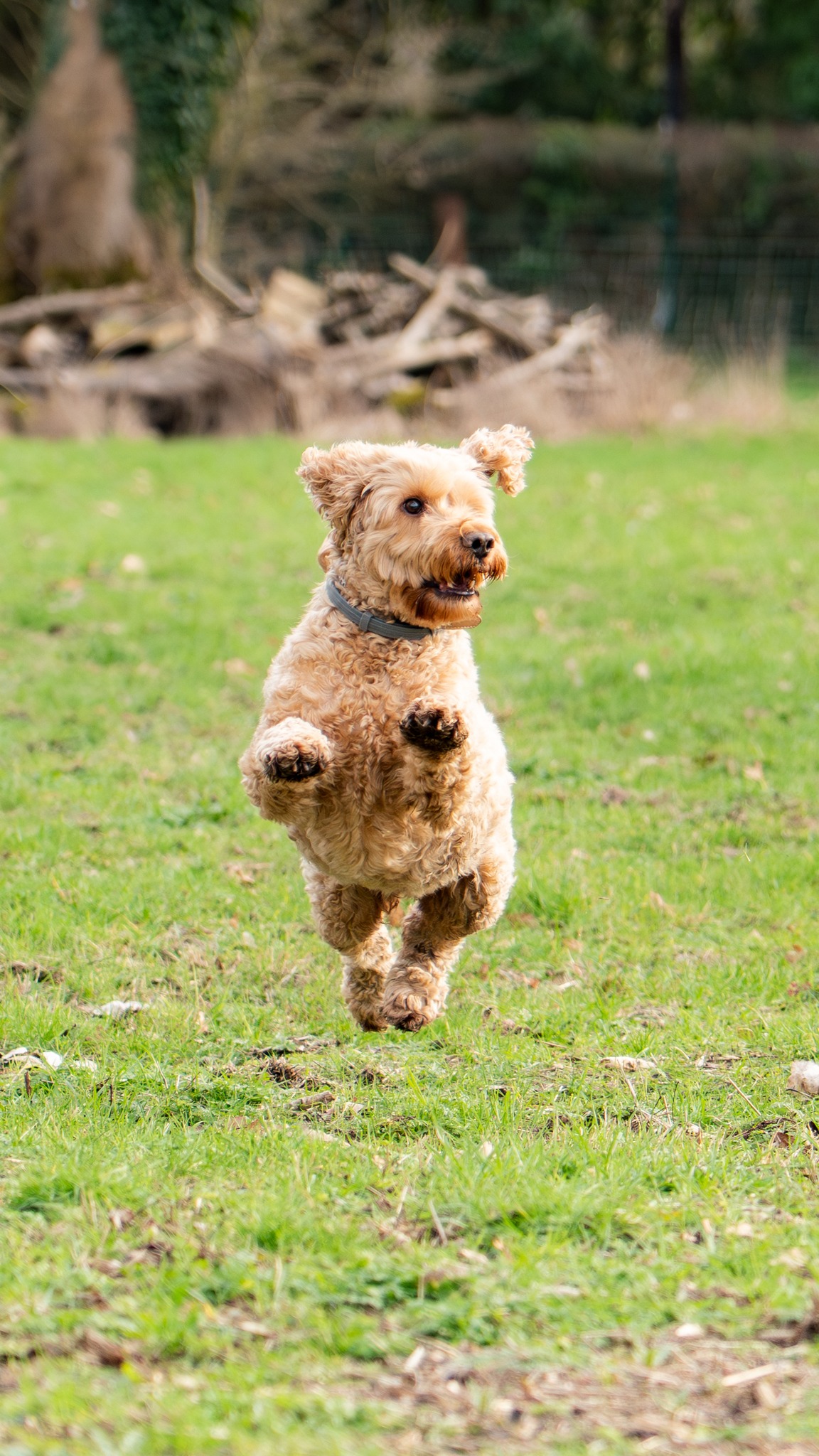 The Odney Dog Paddock has arrived! 🐾
We're pleased to bring you a new space for your furry friends 🐶
Our secure, gated field offers exclusive hire, allowing you and your dog/s to enjoy quality time without worries about other dogs or distractions. 🌳
🗓️ 50 minute sessions
⏰ Sessions are bookable between 7am - 8pm
🏷️ £7.50 per session
You can book now via the Odney website, or search 'Dog Paddock' on PartnerChoice ✨