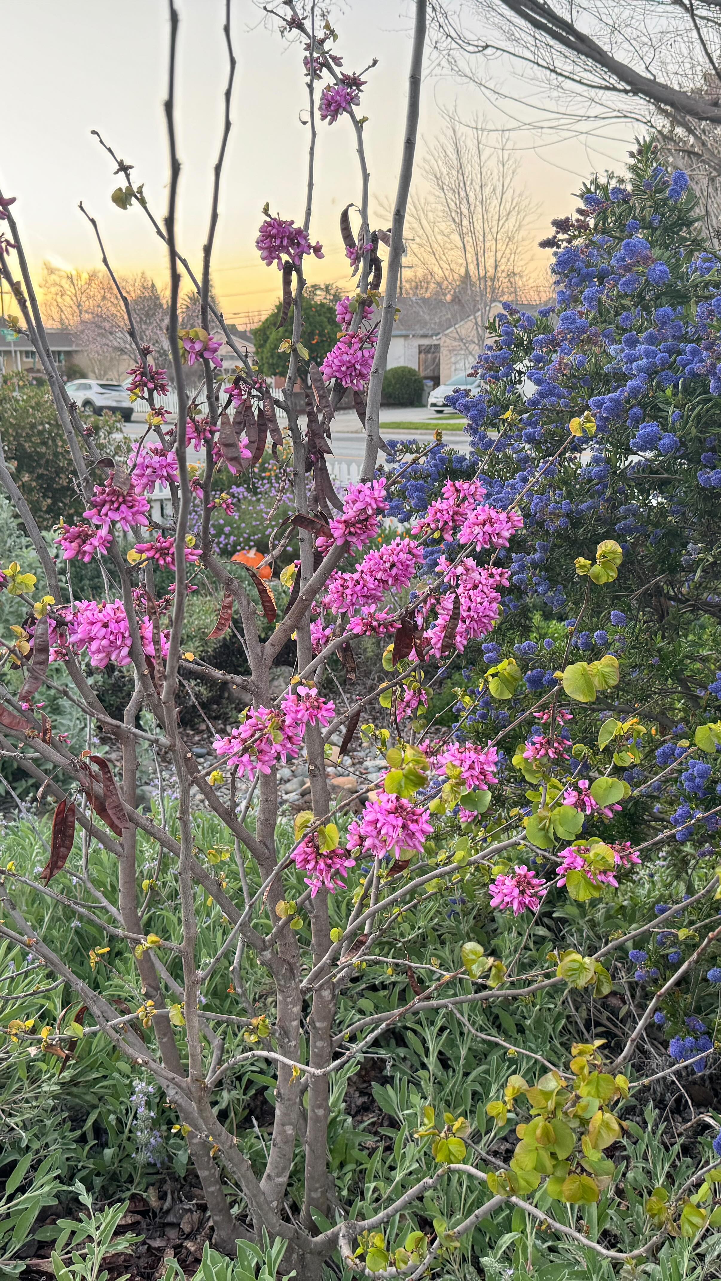 Take a late winter walk through Golden State Gardensā demonstration garden. Our demonstration garden is open to the public on 4/17/26 from 10-4. Visit @cnps.scv Growing Natives Garden Tour for more info.
š³
#landscapedesigner #californialandscapedesign #sustainablelandscapedesign #sanjosƩcalifornia #urbangardener
