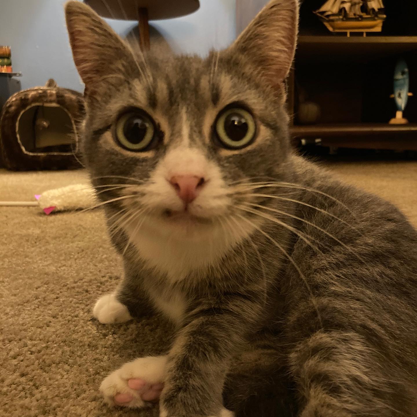 Just to brighten up your timeline with cute cat pics, I would like to introduce the newest member of the Family, Jett the Cat. She’s been with me for a couple months now and here are just a few pics of how adorable she is. Fun fact, she’s actually allergic to herself 😹 #catsofinstagram #catstagram #cutecat #catparents #petsofinstagram #catallergies #catlife #catoftheday #petstagram #cats