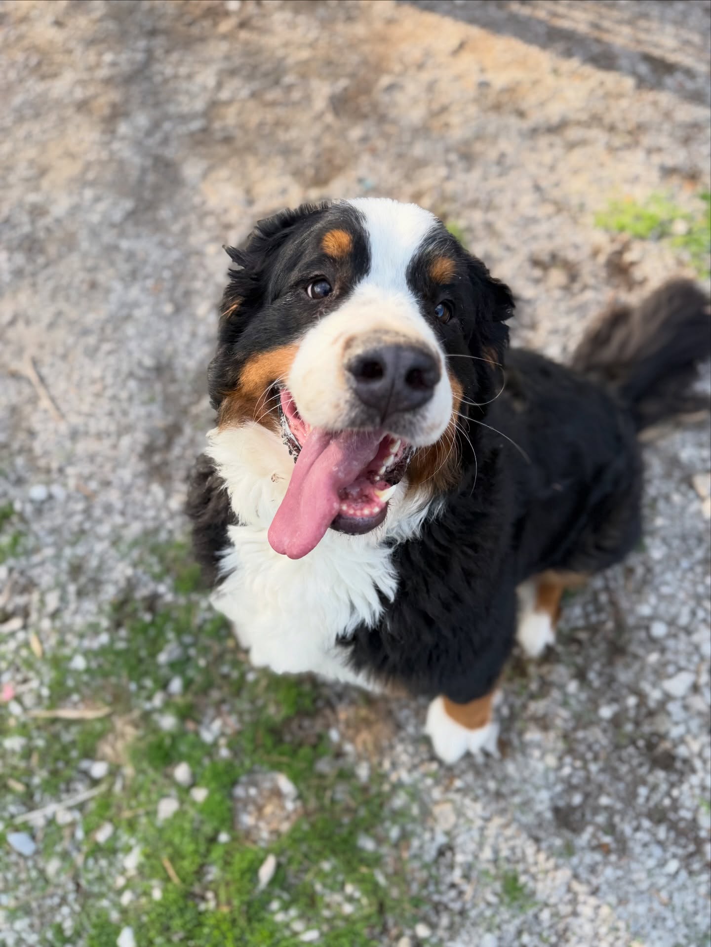 That smile says it all 🐾
When your pet feels safe, loved, and cared for, it shows✨