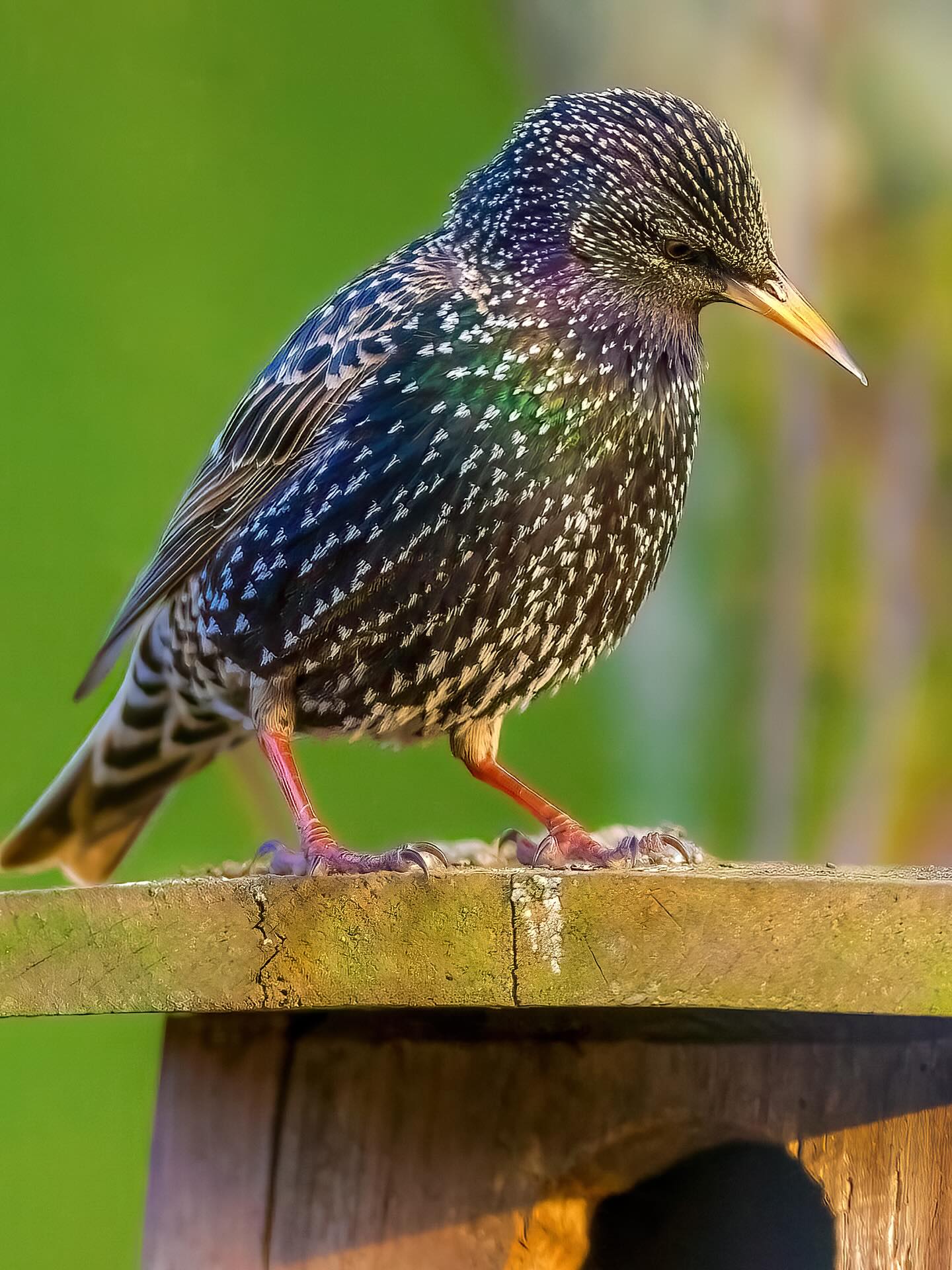 Tja, bin mir sicher das dies Haus meiner lieben gefallen könnte😌, scheint der Star zu denken.
Stare im Garten bedeuten eine Mischung aus Nutzen (Schädlingsbekämpfung) und Herausforderung (Obstfraß), sind ein Zeichen für ein gesundes Ökosystem, bringen durch ihre beeindruckenden Schwärme (Murmurationen) Naturerlebnisse und stehen symbolisch für Wandel und Zuversicht, wobei sie oft als nützliche Insektenfresser geschätzt werden, aber in großen Gruppen Obst vernaschen können. Sie signalisieren eine vielfältige Nahrungskette und sind ein faszinierendes Schauspiel der Natur.