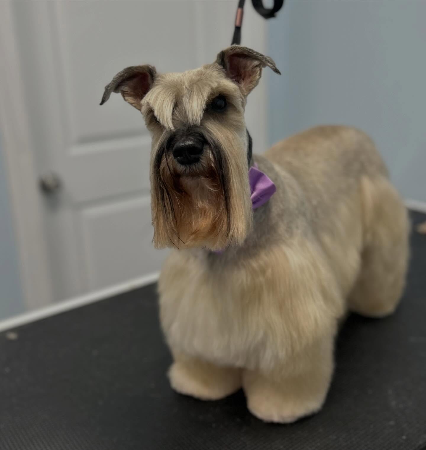Chloe 🌸
#minischnauzer #dogs #doglovers #doggroomer #lifestyle