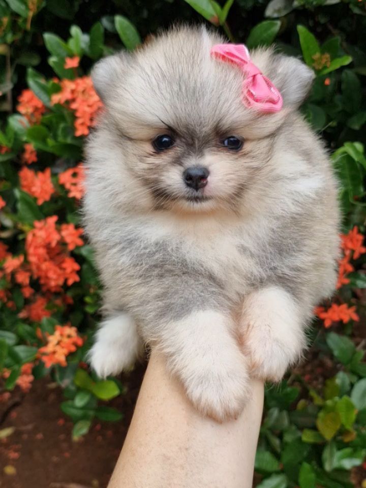 Spitz Alemão Anão (Lulu da Pomerânia)
Fêmea
Liberada 20/03