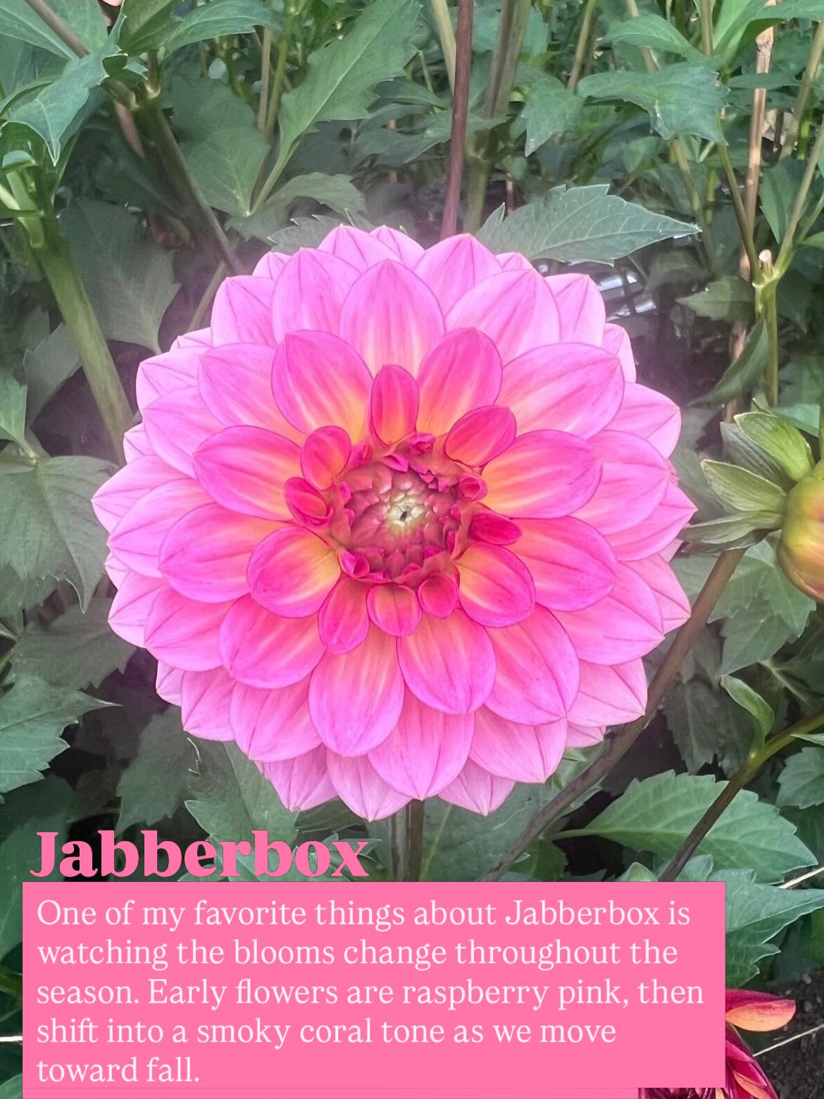 If you asked me to pick a few favorites…
This would be my list right now.
Every season certain dahlias stand out, and these are a few I always look forward to seeing bloom.
Each one is a little different, whether it’s color-shifting petals, unique shapes, or blooms that never look the same twice.
If you’re adding a few new varieties to your garden this year, these are some of my personal picks.
These dahlias are marked “My Fav” on my website to make them easy to spot among all the available dahlia tuber varieties.
Link in my profile → pupsnblooms.com/dahlia-tubers