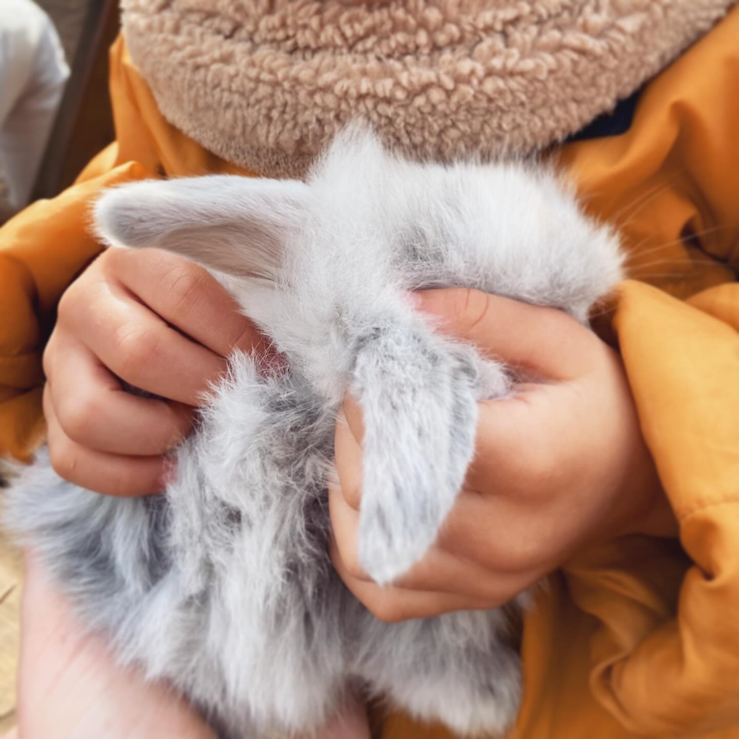 • TOUT DOUX •
Le pelage de ce lapereau aussi doux que les petits bisous d’Antoine sa jolie voix qui disait en nous expliquant qu’il voulait téter sa maman.(et c’était vrai ! 🐰❤️)