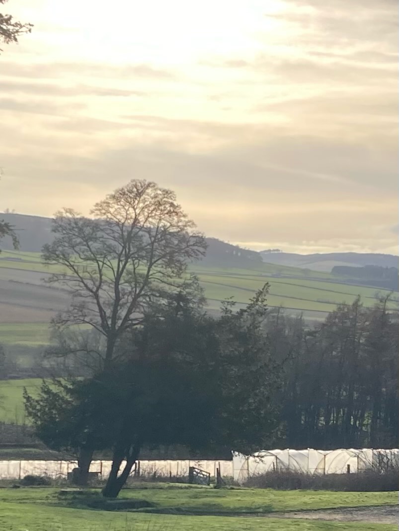 A softly lit spring evening and enticingly part open gate to our lower tea garden! - Then the sun sets on our first grass cut of the year in the walled garden yesterday.
From May until September we will have the garden looking beautiful and will be plucking our bud and two leaves (photo 3). Come and try your hand at it without flying overseas! We are open for tours over the plucking season by appointment on Wednesday's. (There is also the opportunity to purchase our teas which we also supply to tea merchants Pekoe Tea in Edinburgh). Please visit our website if you would like to contact us to arrange to come on a tour.
Also our tea garden here in Angus is located only five minutes away from all good things if you wish to make a day of it! Five minutes from @glamiscastlescotland if you would like to visit this beautiful historic castle and gardens. The @theginbothy is also in Glamis village along with the village post office tea room. Five minutes from us in the other direction is @themillforfar who are open from 9.00am for fabulous breakfasts that will fortify you before a tea tour! (They also do great lunches!)
🌱
🌱
🌱
@pekoetea_edinburgh
#kinnettlesteagarden #teatours #visitscotland #teaculture #teagardensofscotland