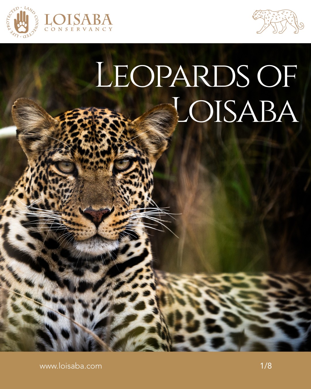 Elusive, adaptable, and endlessly fascinating, leopards are among the most iconic predators at Loisaba.
Through our partnership with San Diego Zoo Wildlife Alliance, research at Loisaba is helping deepen understanding of leopard ecology, genetics, movement, and coexistence in a shared landscape — including work relating to black leopards and leopard collaring.
As people and wildlife increasingly share space, this kind of research is critical in helping inform practical approaches to human-wildlife coexistence.
Swipe through to learn more.