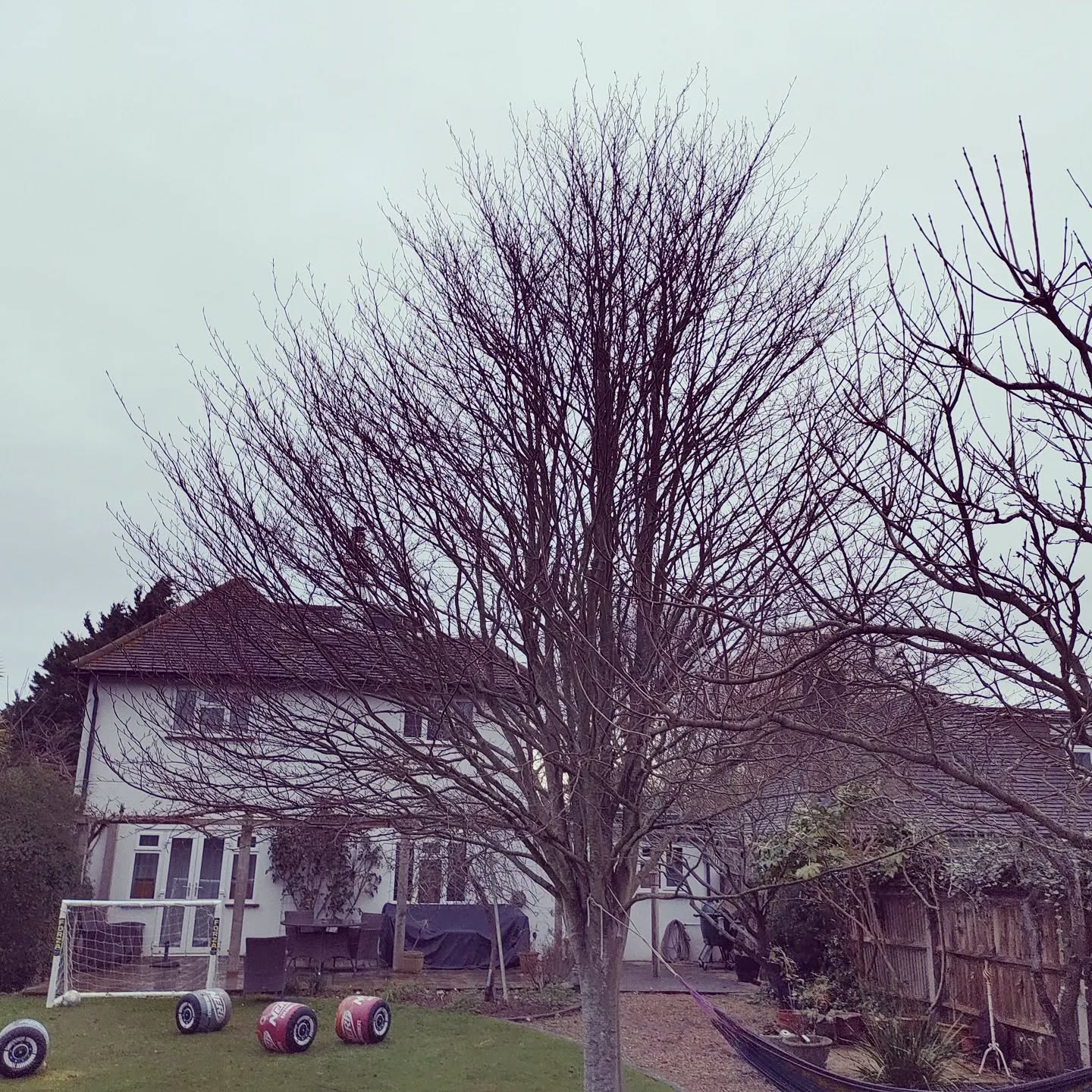 The first of many for 2022!
Small Beech Tree reduction in Itchenor this morning