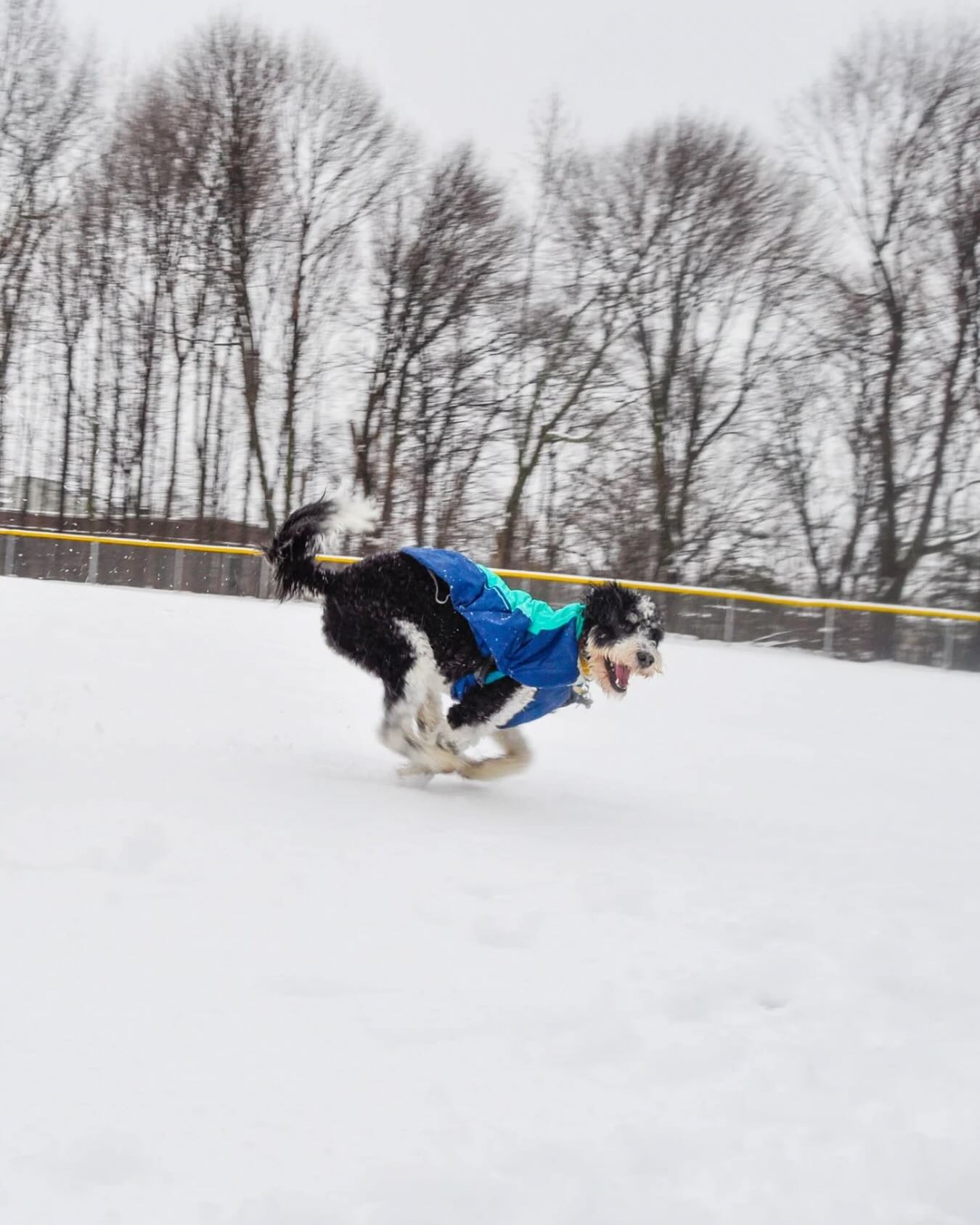 Happy learning, happy dogs.. #WagWithWilliam #FearFreeTraining #PositiveReinforcement