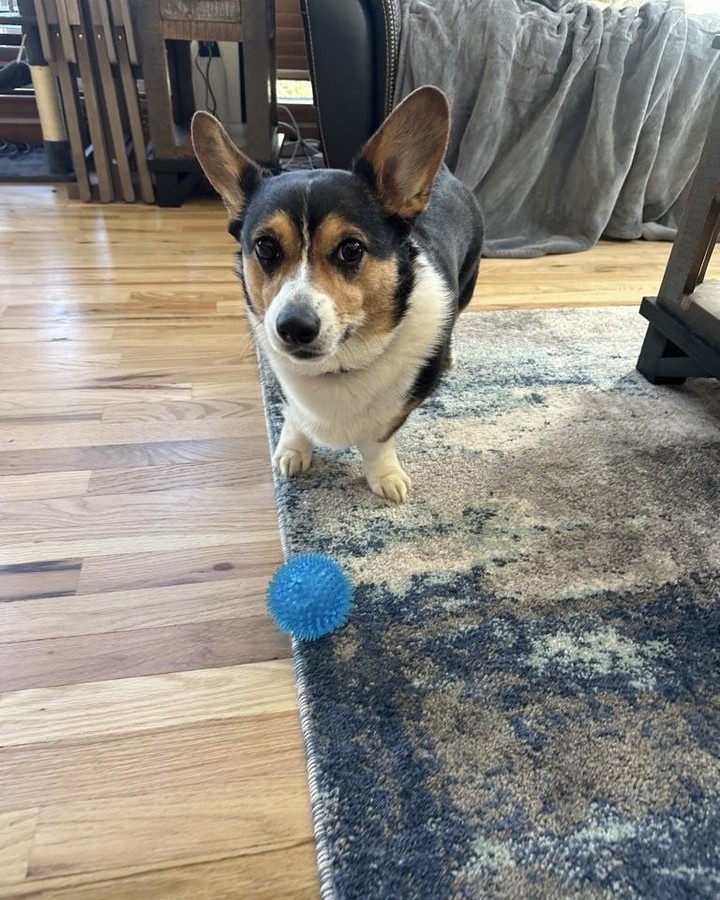Did somebody say play? 💙⚽️
#WoofHoofMew #petsitting #evergreencolorado #morrisoncolorado #conifercolorado #dogsofinstagram #dogsofcolorado #dogfetch #ballfetech