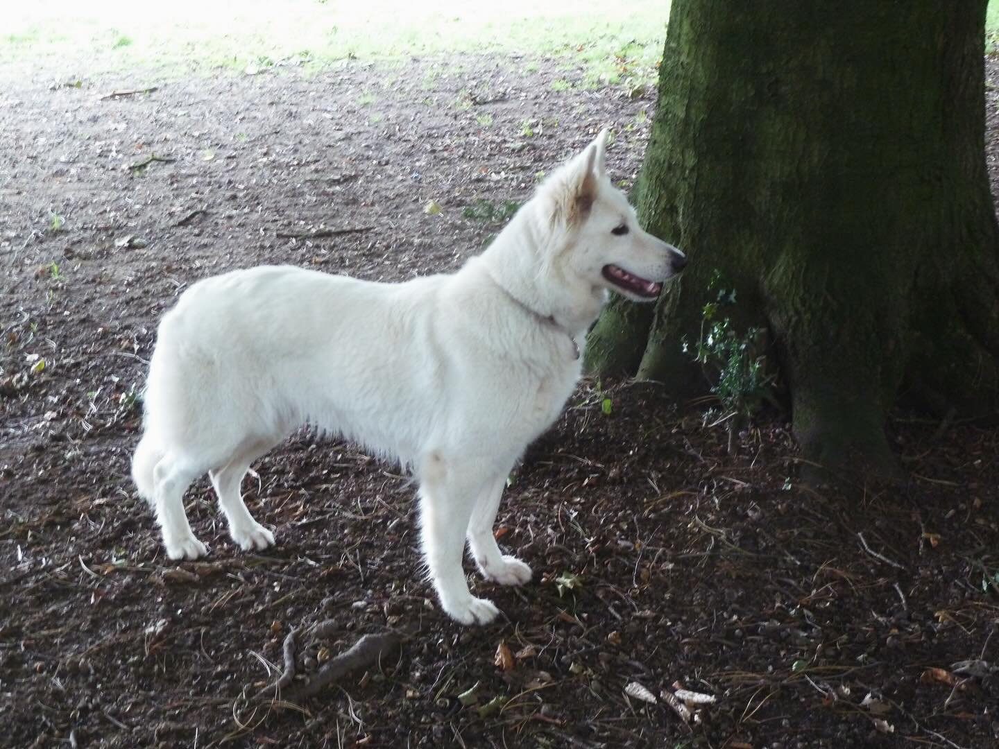 Luna at the park. #swishsheps #shepherddog #shepherddogs #germanshepherd #breakfreefromthekc